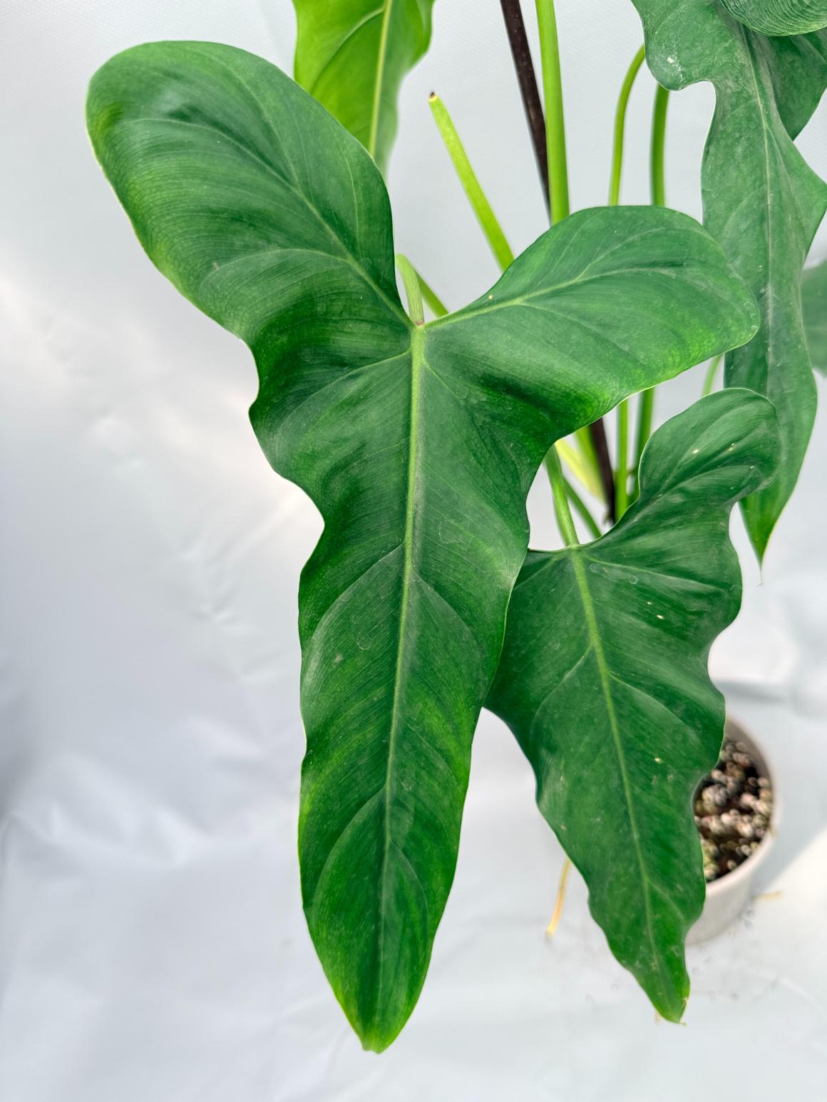 Philodendron mexicanum XL