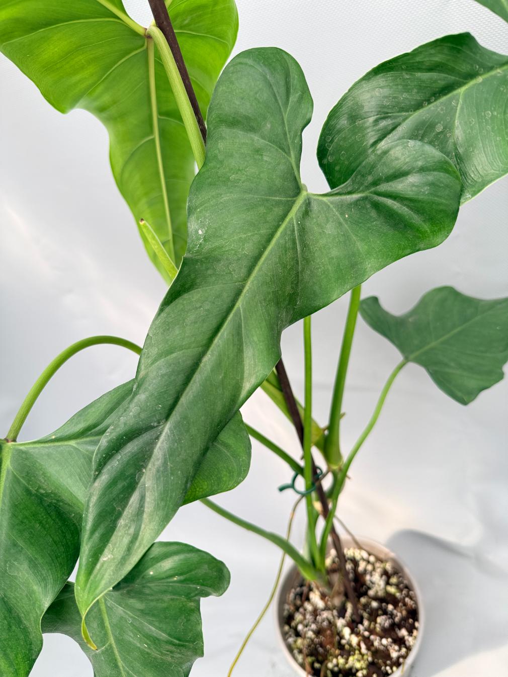 Philodendron mexicanum XL