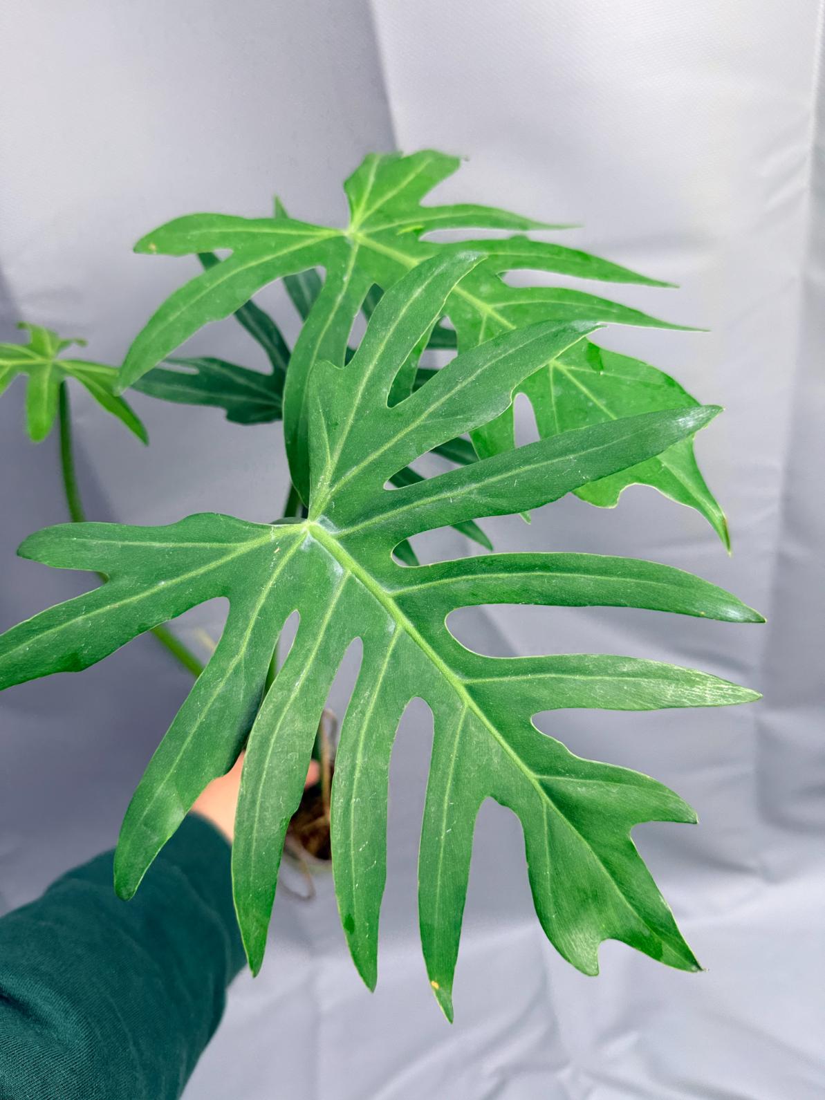 Philodendron Radiatum 