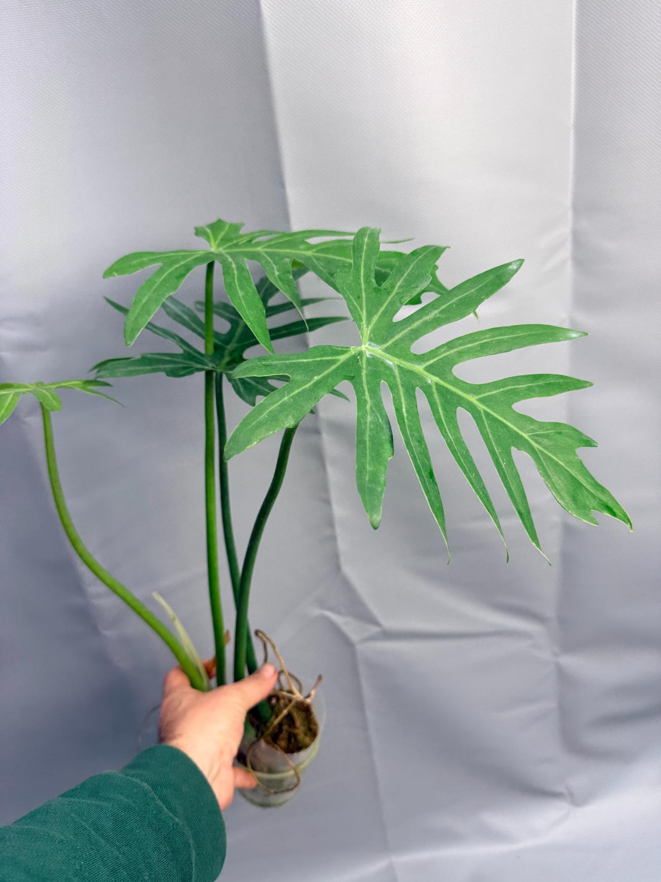 philodendron hydroculture Philodendron RADIATUM