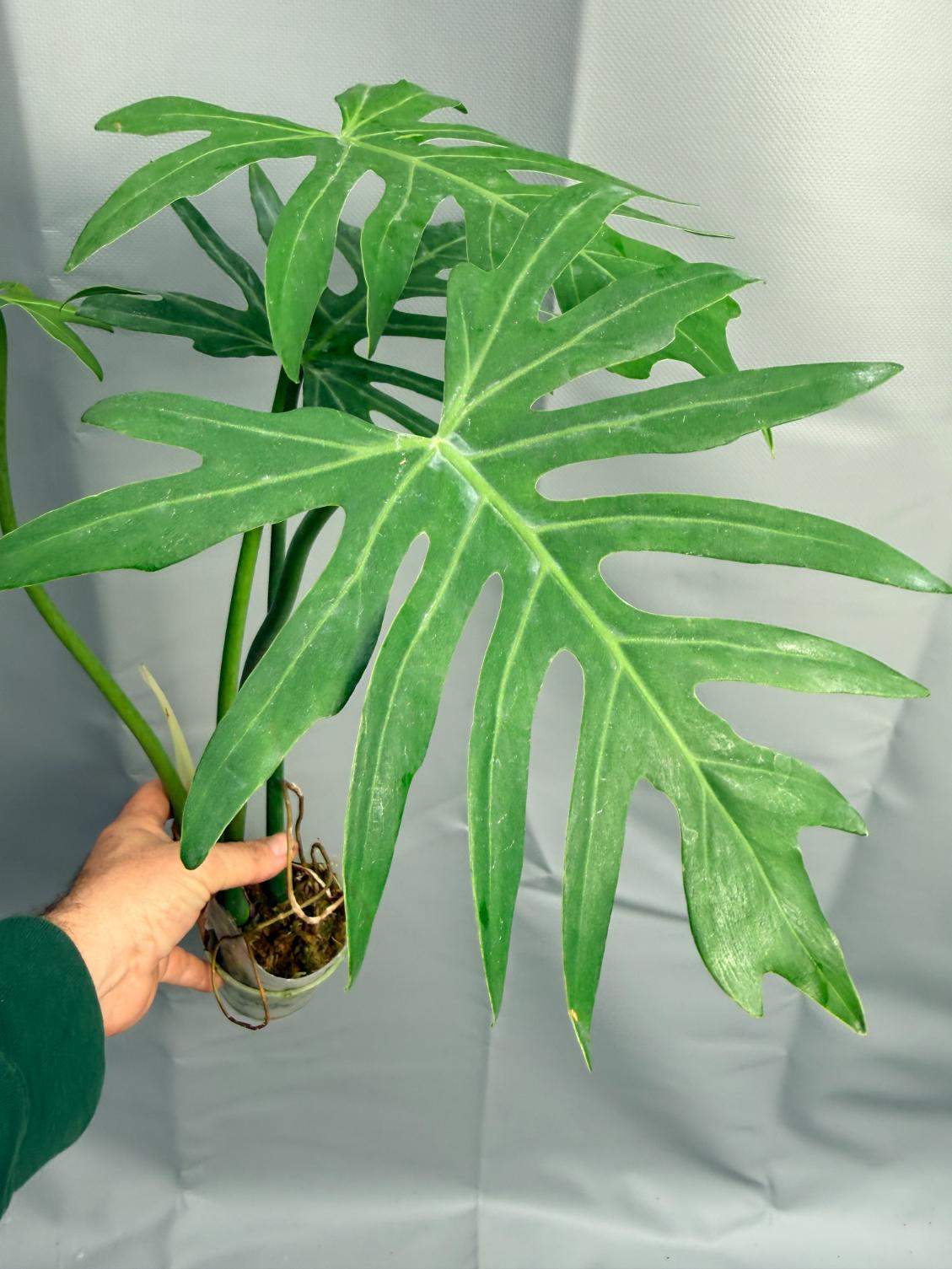Philodendron Radiatum 