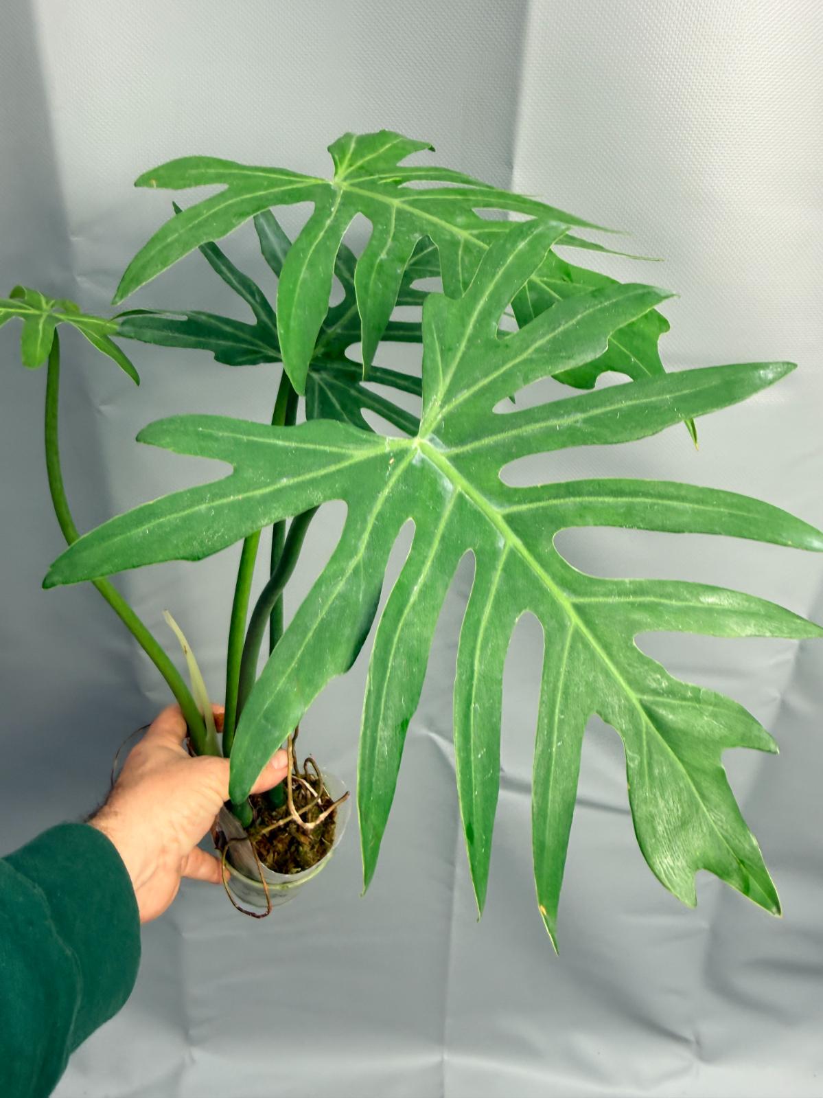 philodendron radiatum variegata Philodendron RADIATUM