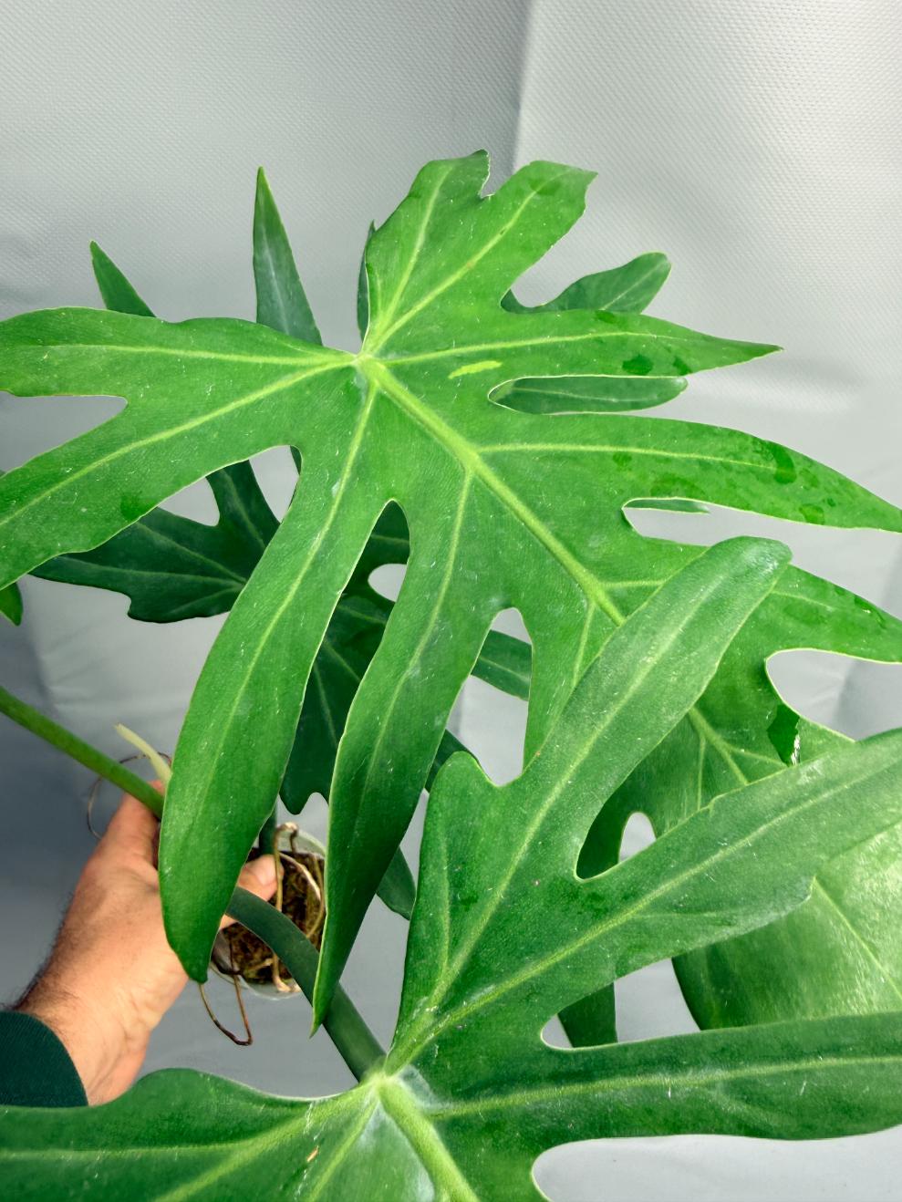 Philodendron Radiatum 