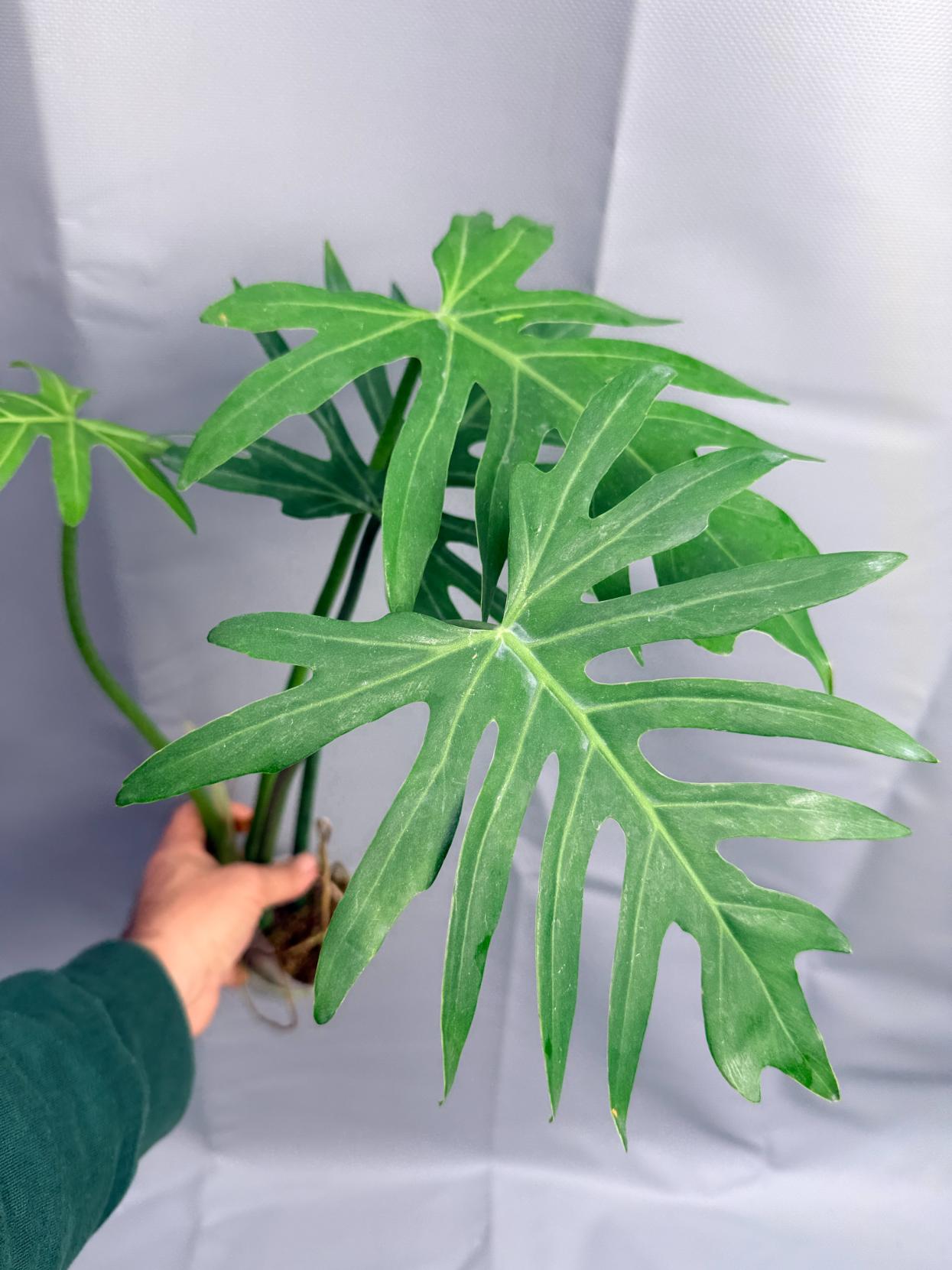 philodendron radiatum for sale Philodendron RADIATUM