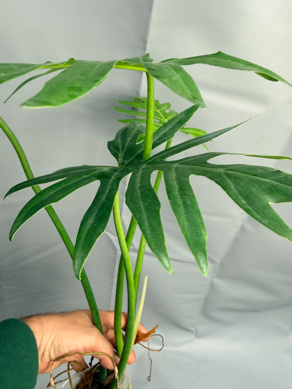 Philodendron Radiatum 