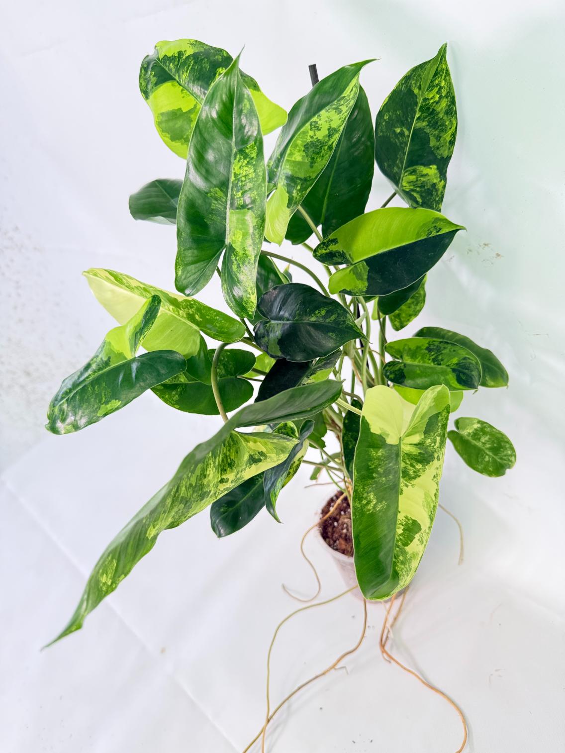 Philodendron Burle Marx Variegata 09