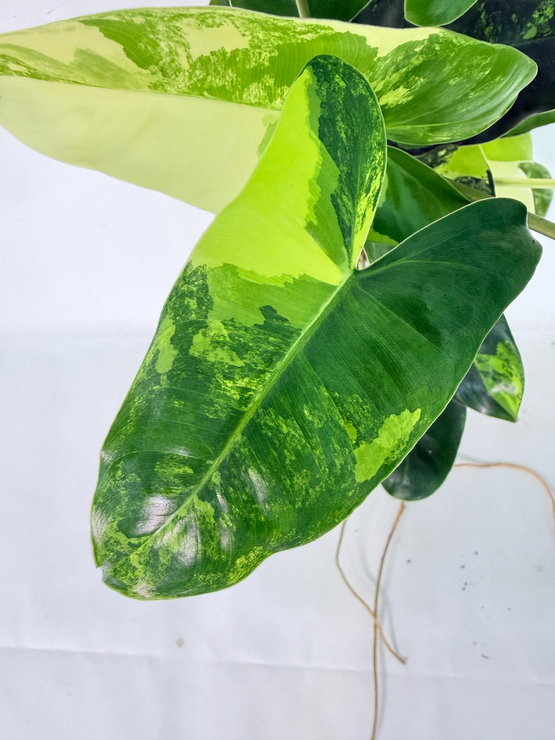 Philodendron Burle Marx Variegata 10