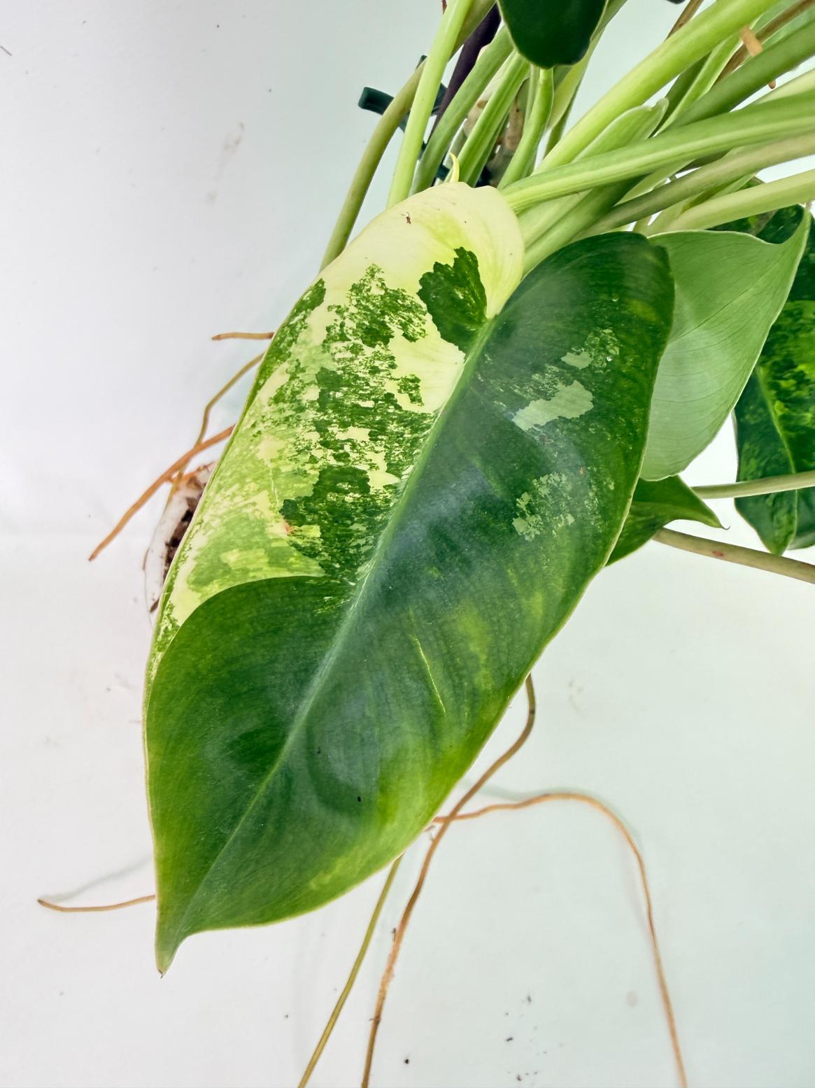 Philodendron Burle Marx Variegata 11