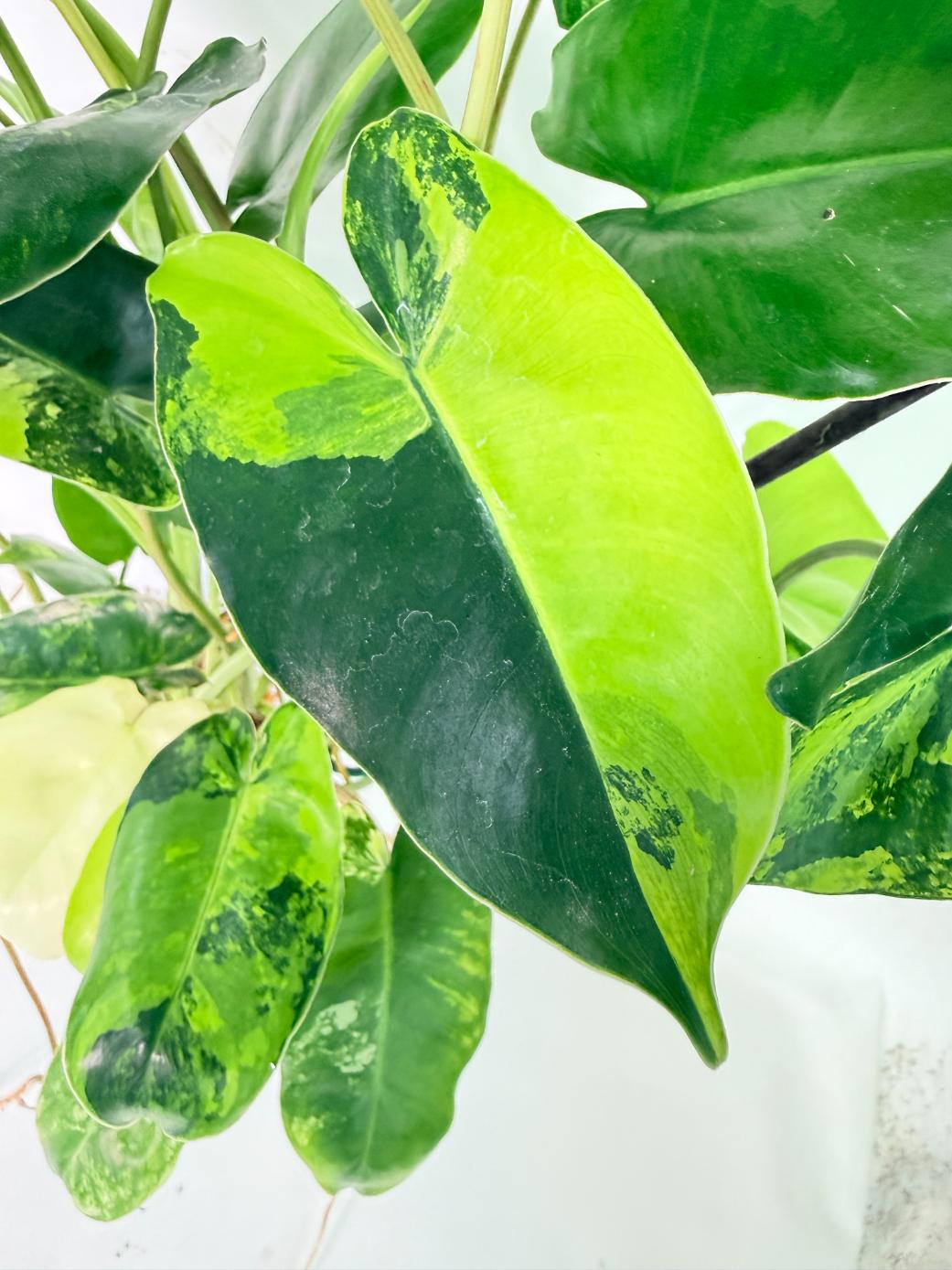 Philodendron Burle Marx Variegata 12