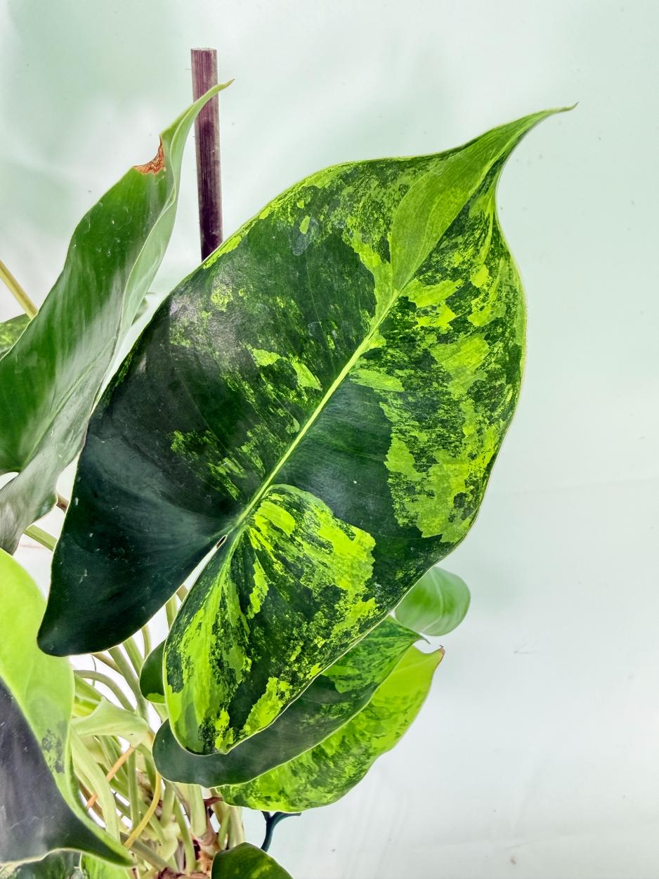 Philodendron Burle Marx Variegata 13