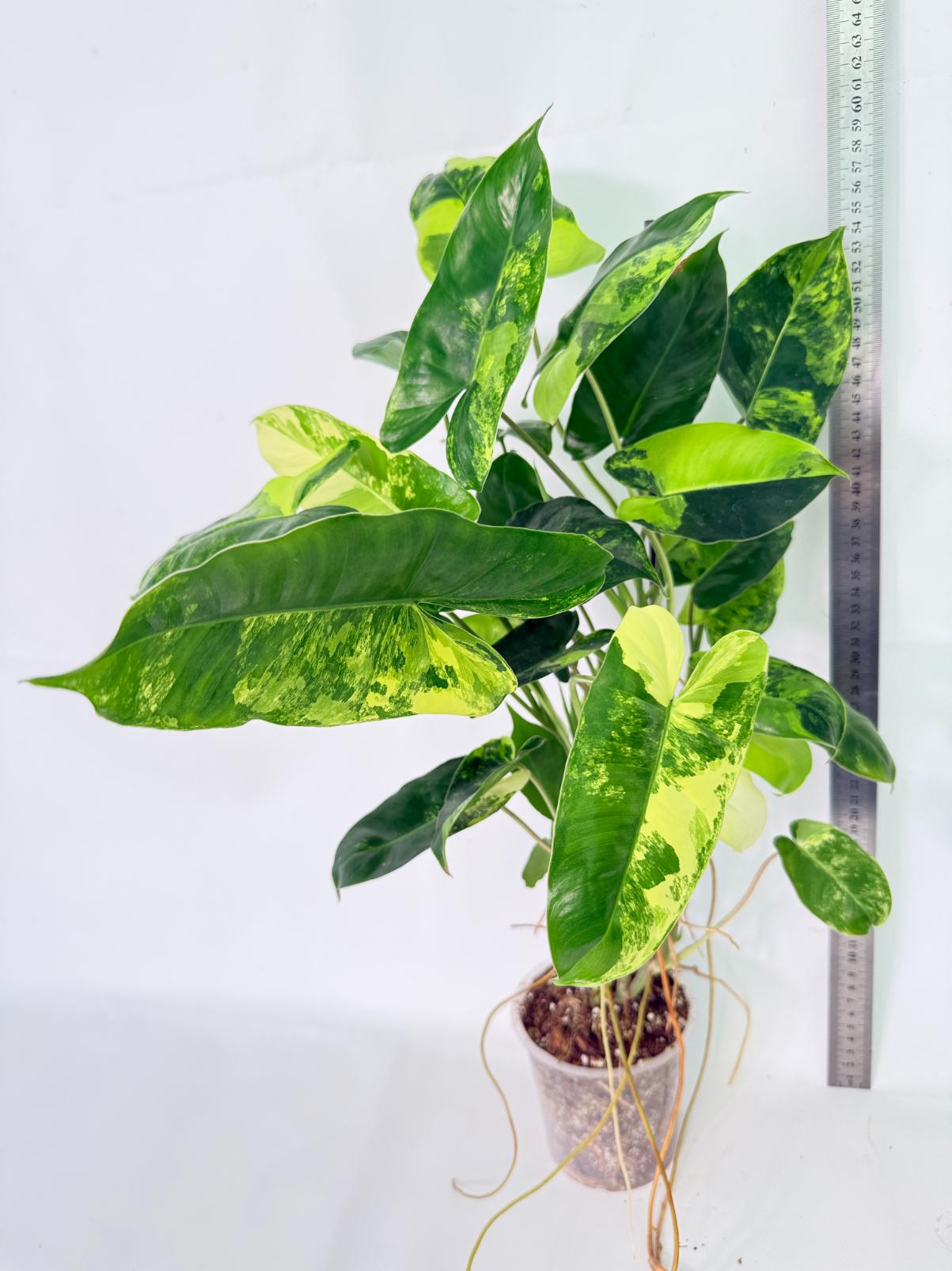 Philodendron Burle Marx Variegata 02