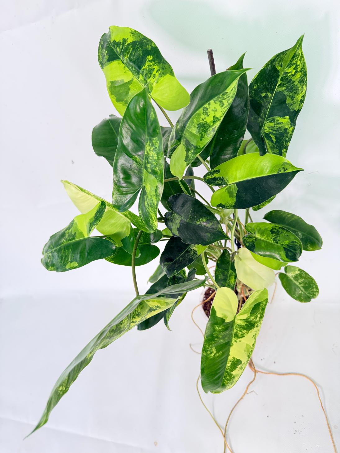 Philodendron Burle Marx Variegata 01