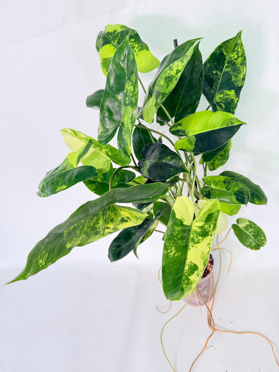 Philodendron Burle Marx Variegata 07