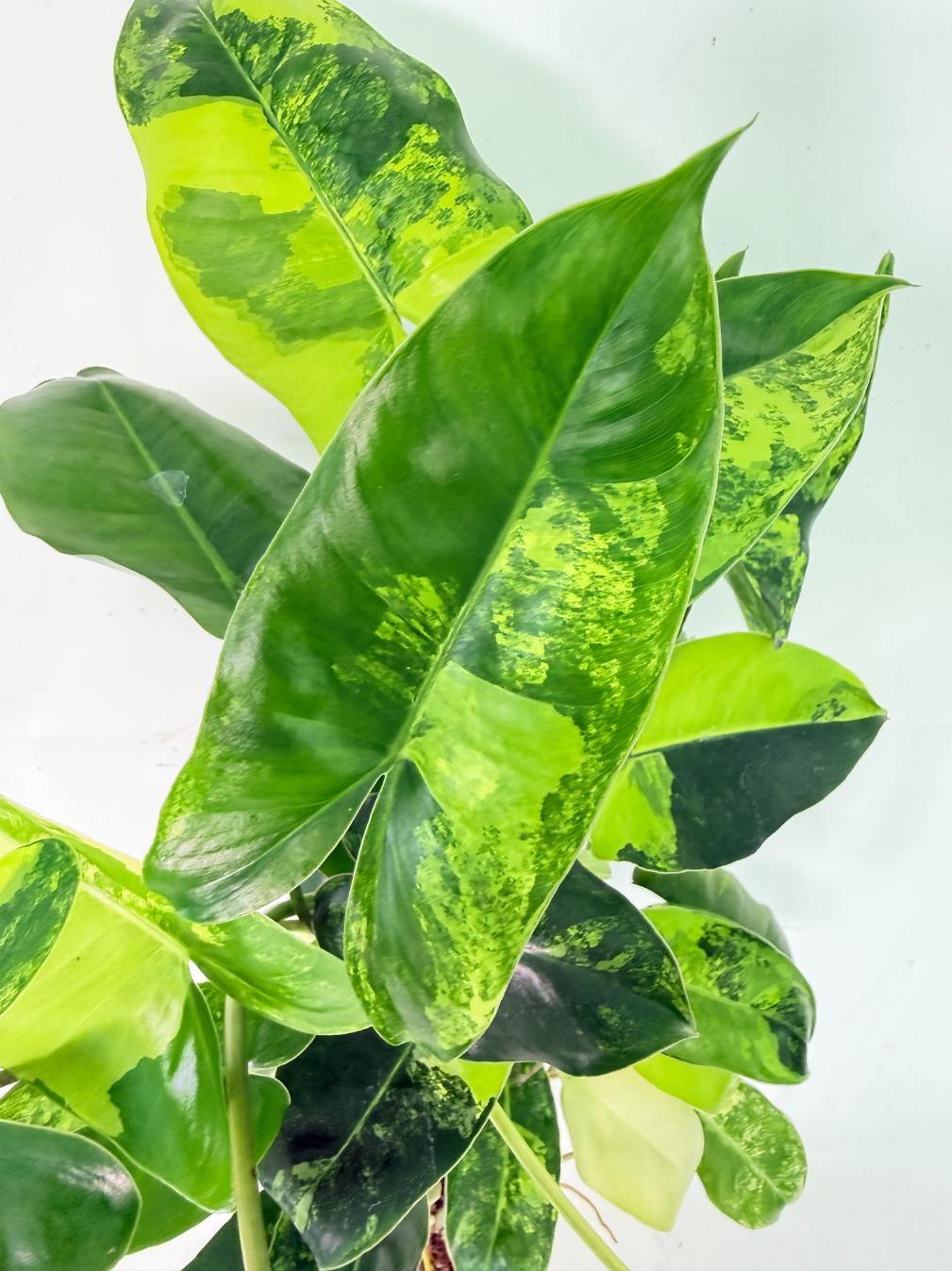 Philodendron Burle Marx Variegata 03