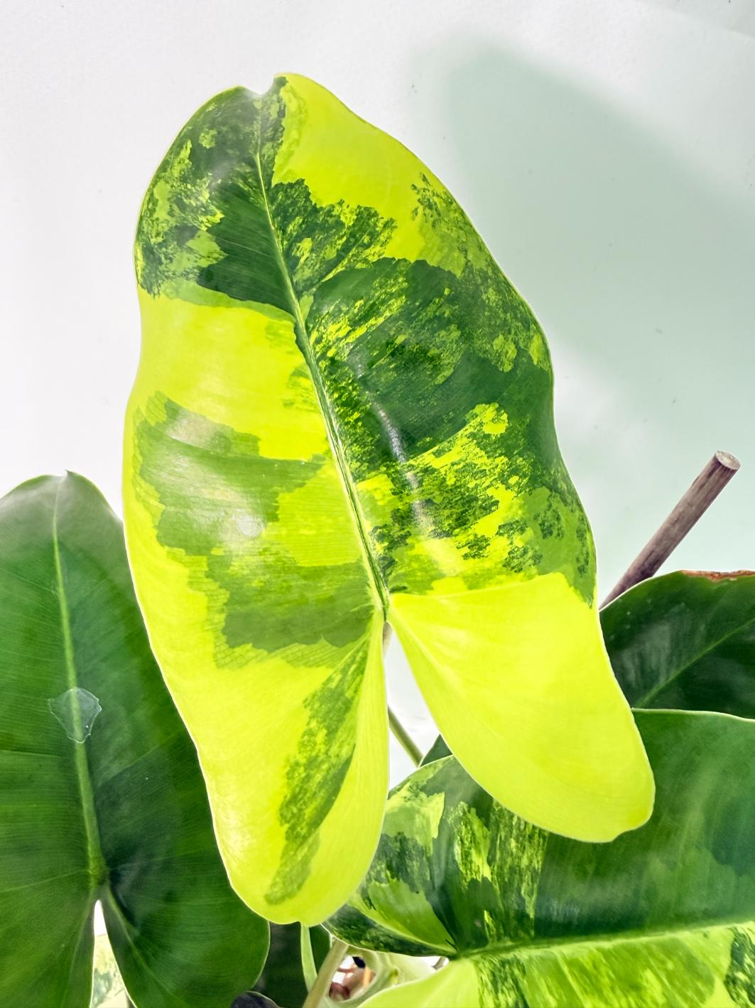 Philodendron Burle Marx Variegata 5