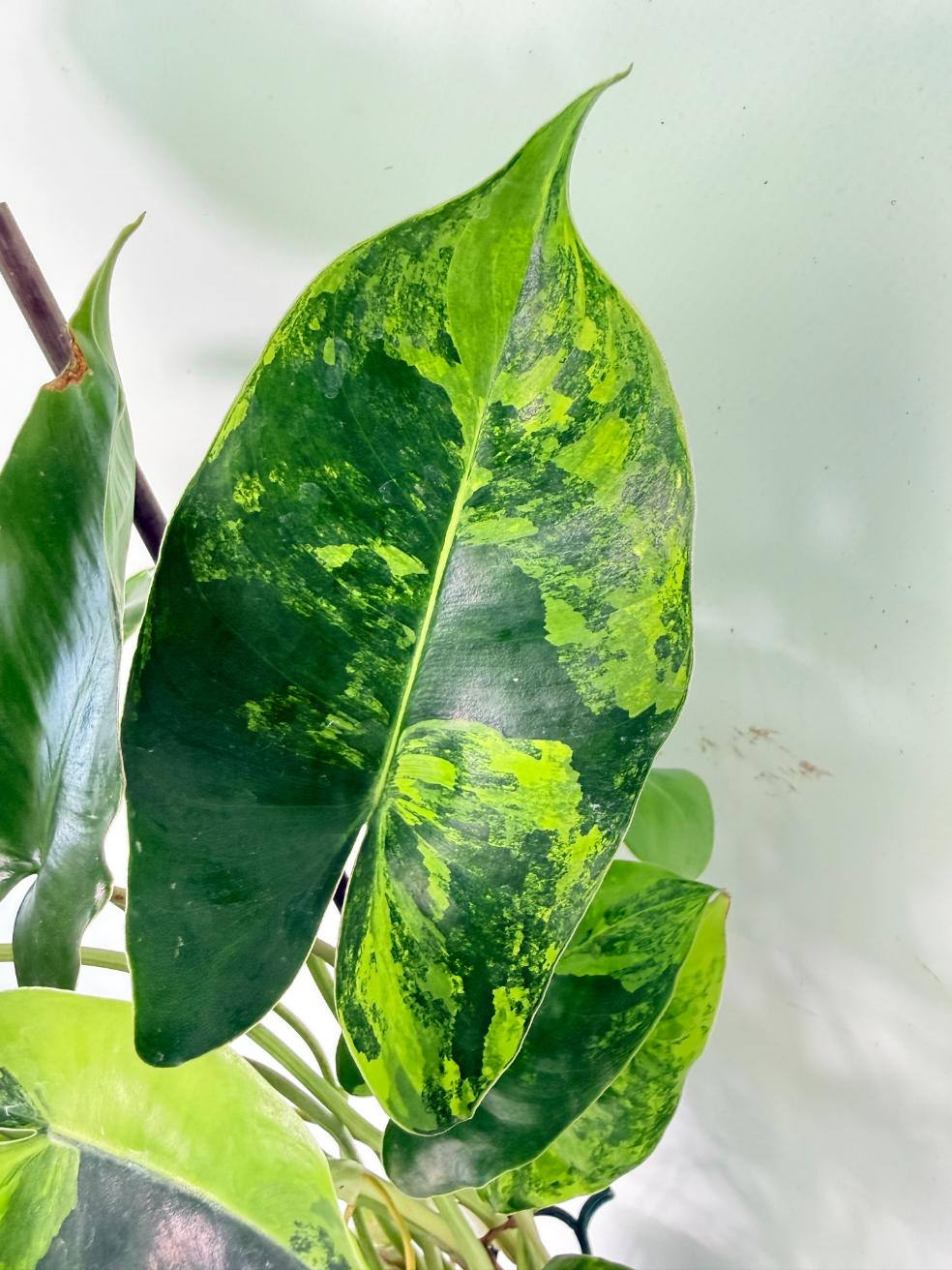 Philodendron Burle Marx Variegata 04
