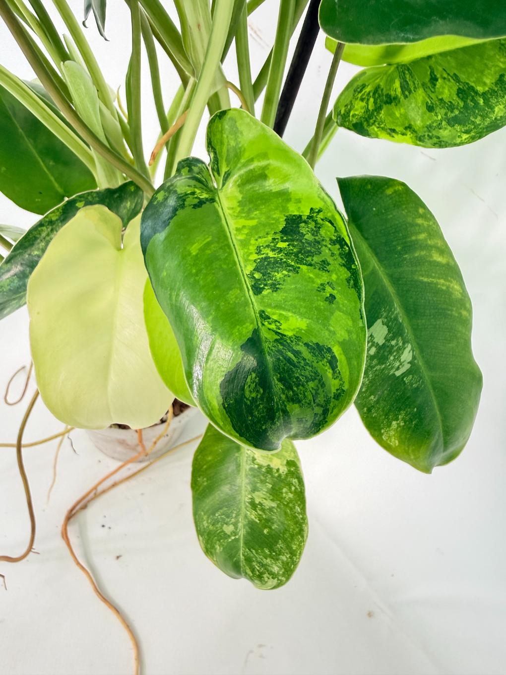 Philodendron Burle Marx Variegata 06