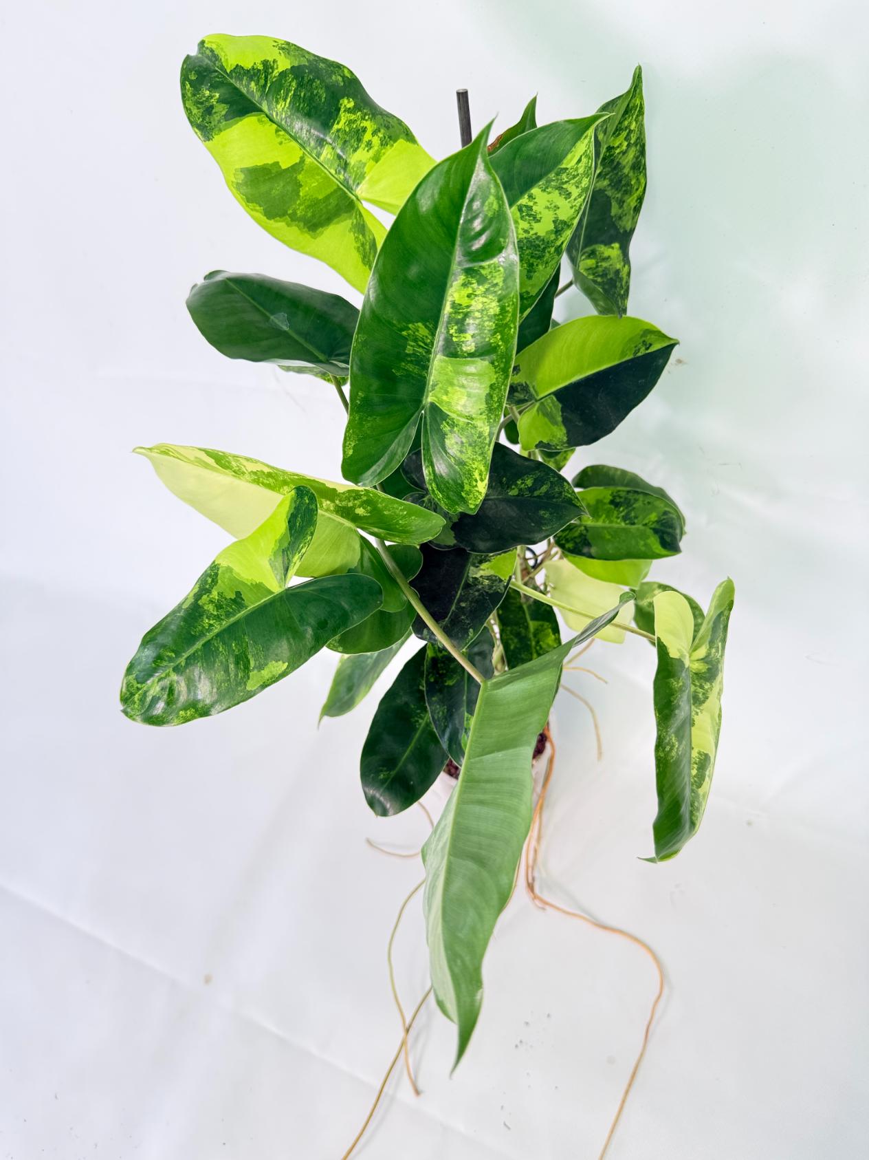 Philodendron Burle Marx Variegata 08