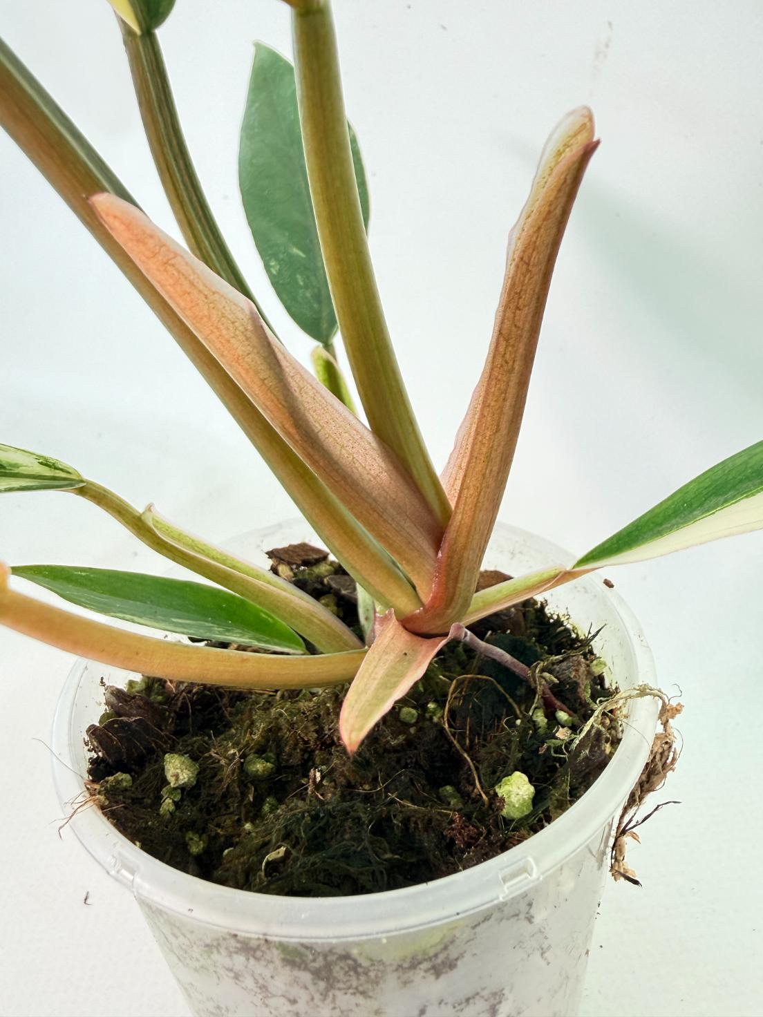Philodendron Caramel Marble 10