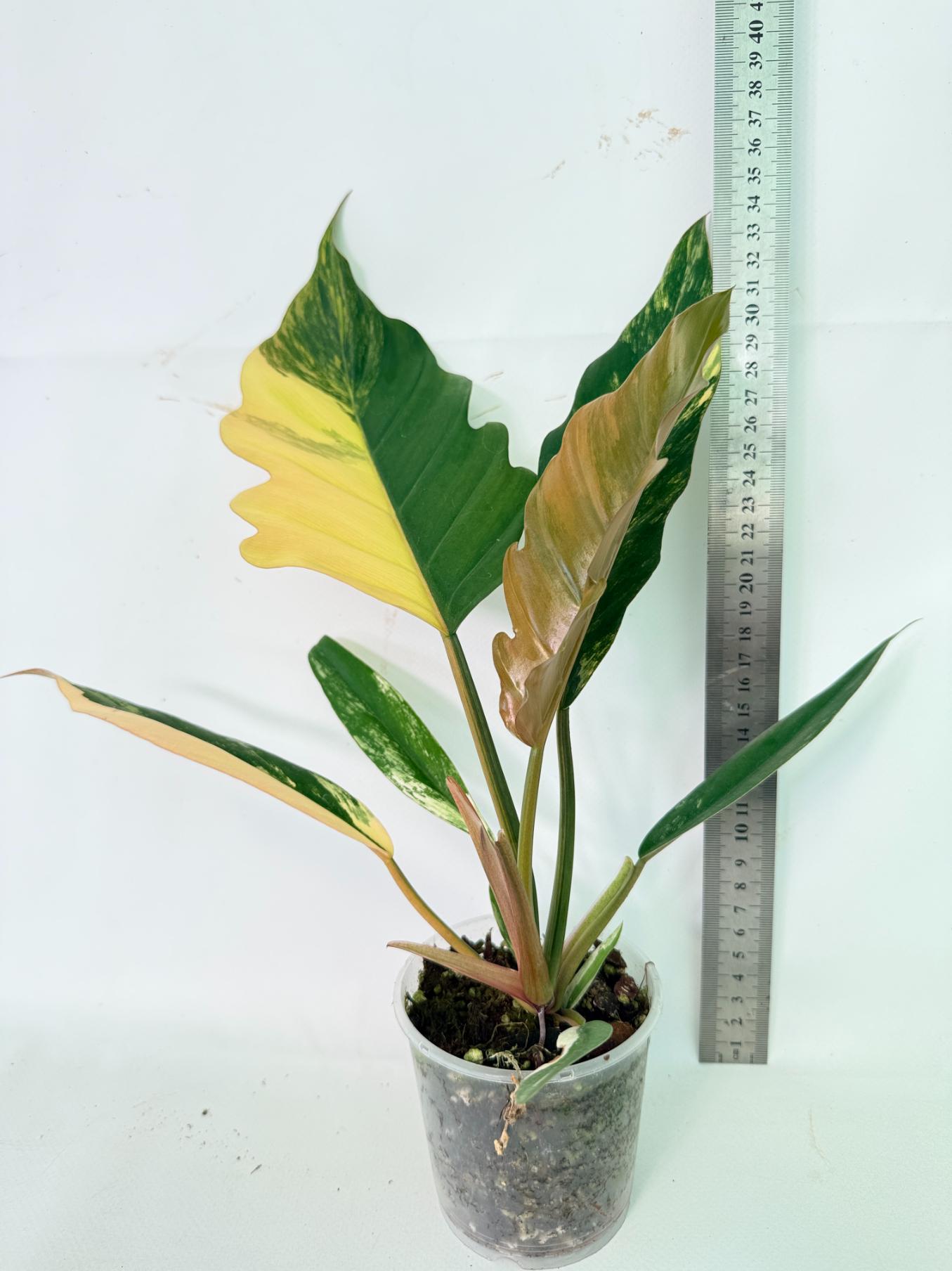 Philodendron Caramel Marble 03