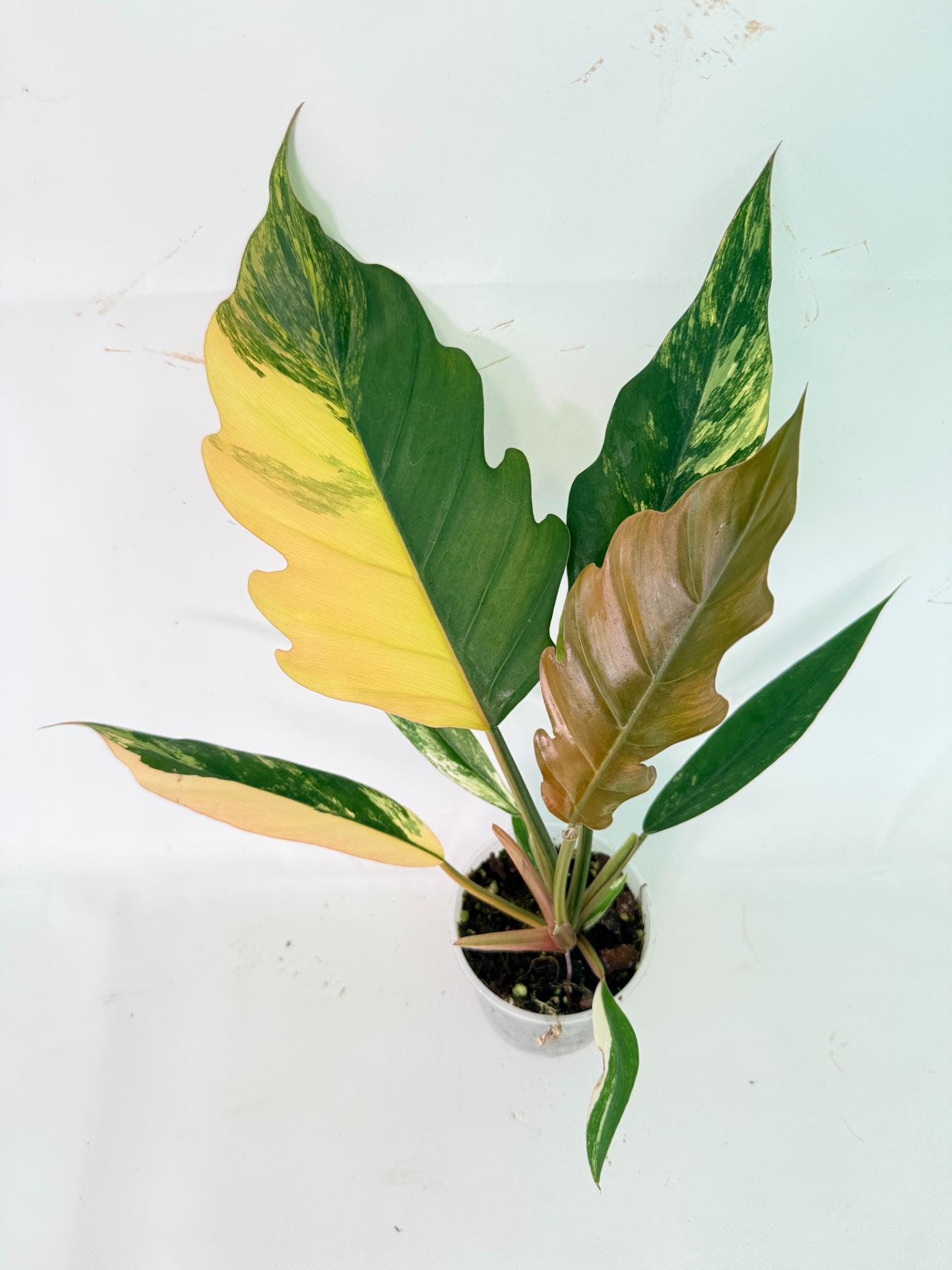 Philodendron Caramel Marble 01