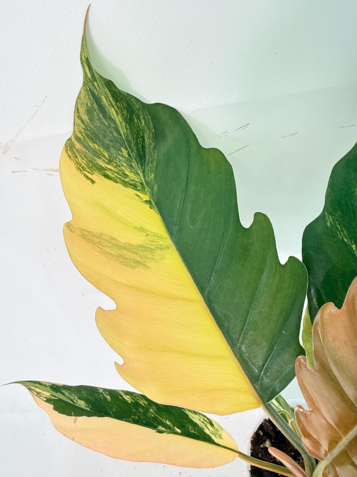 Philodendron Caramel Marble 04
