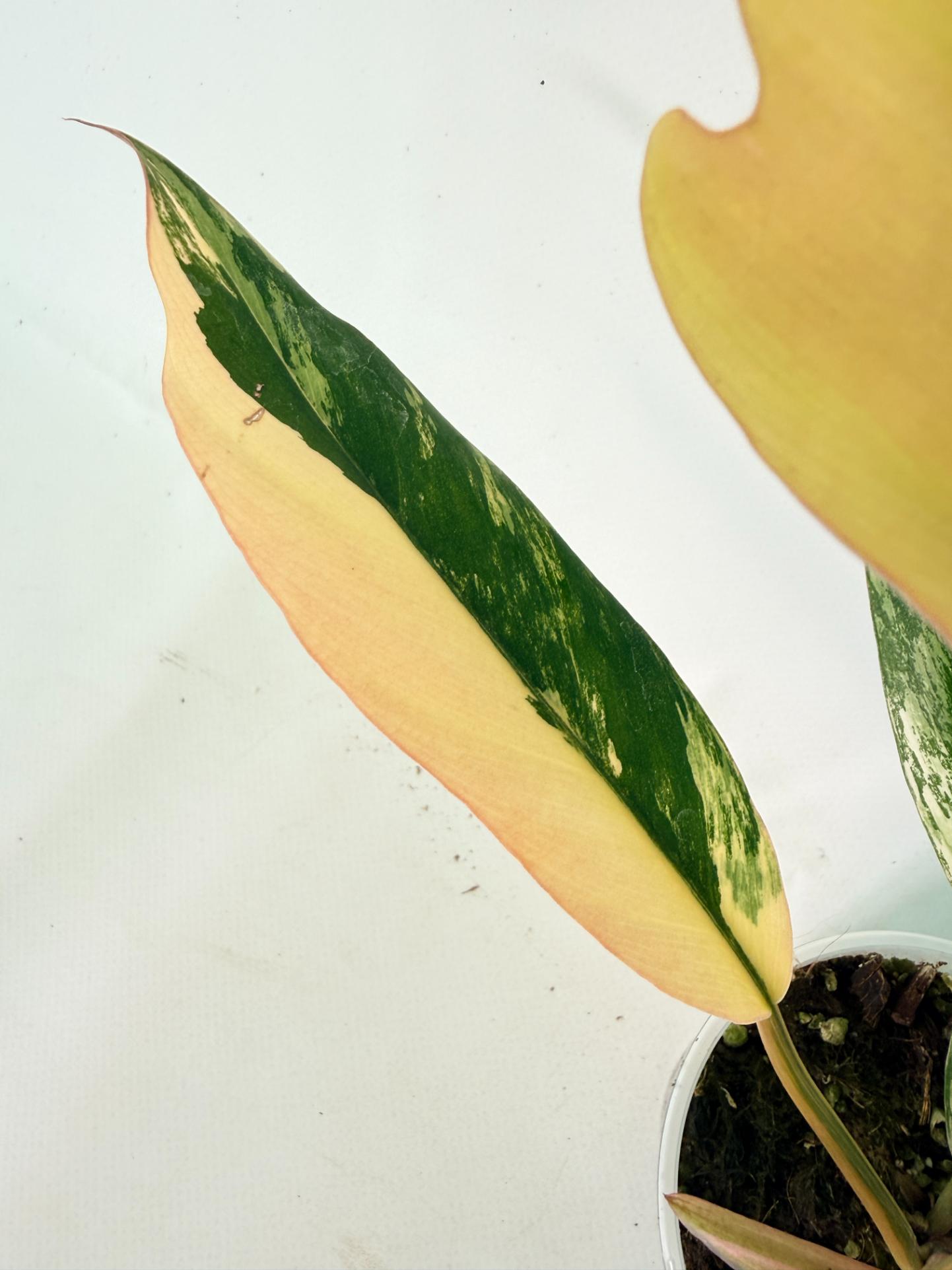 Philodendron Caramel Marble 05