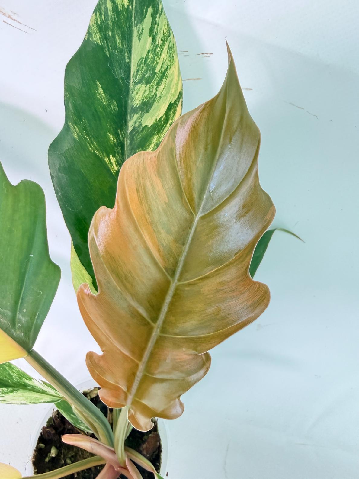Philodendron Caramel Marble 06