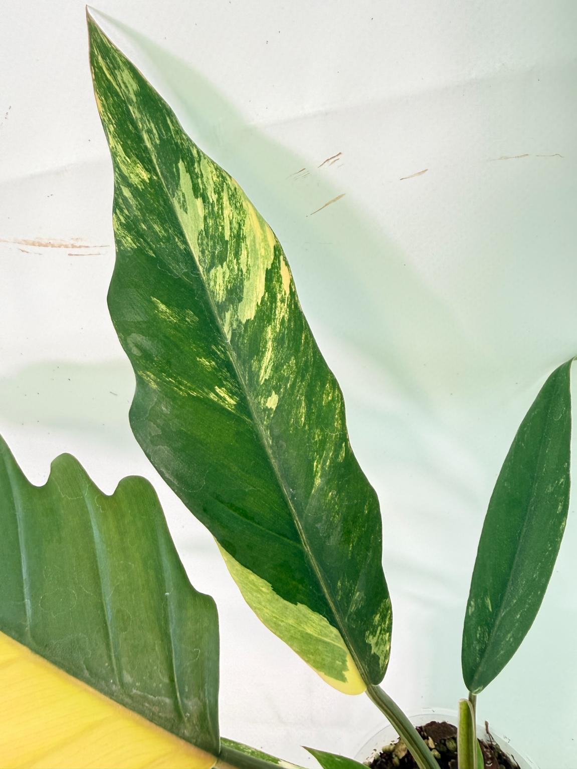 Philodendron Caramel Marble 07