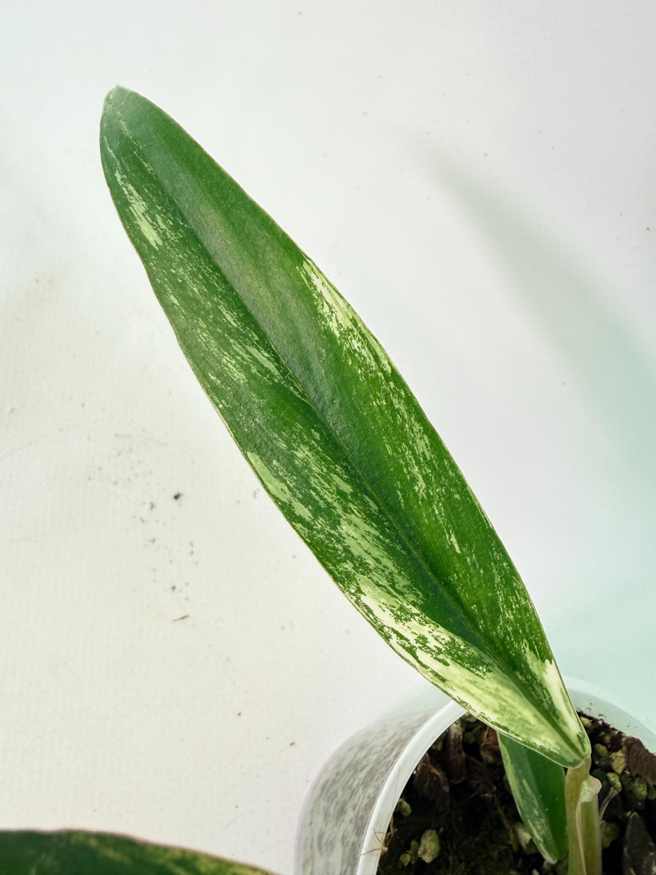 Philodendron Caramel Marble 08