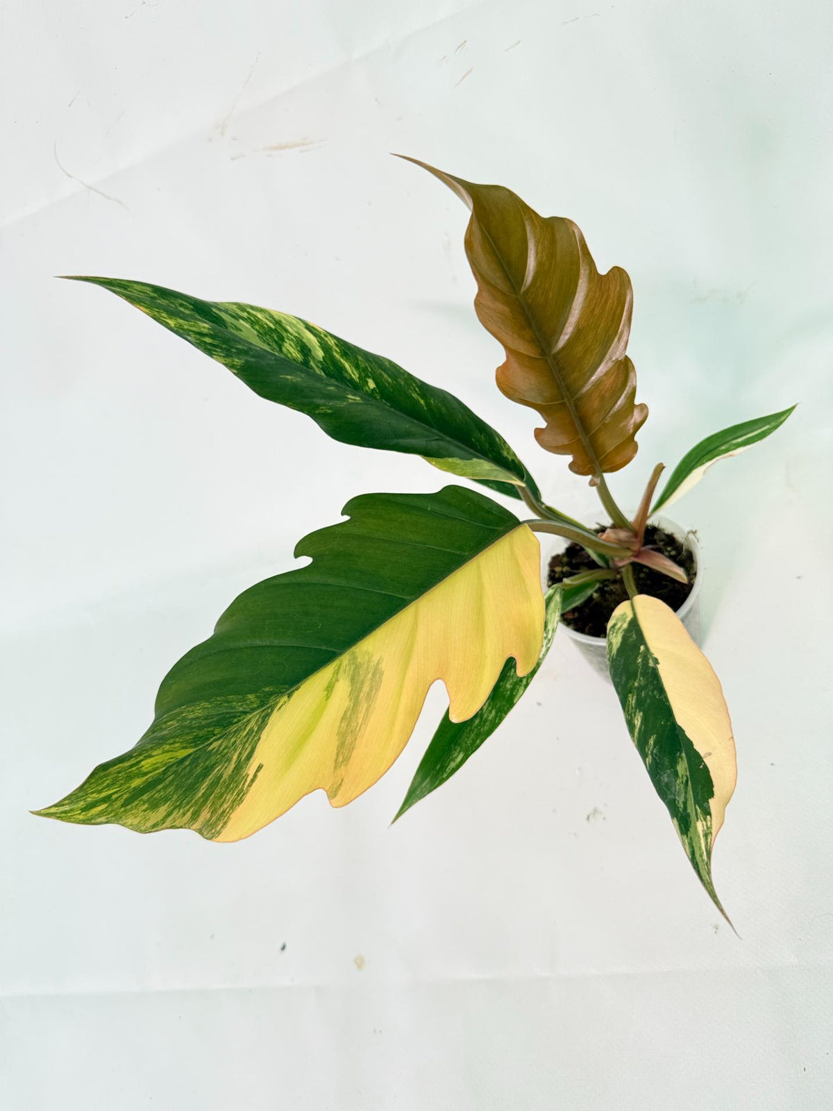 Philodendron Caramel Marble 09
