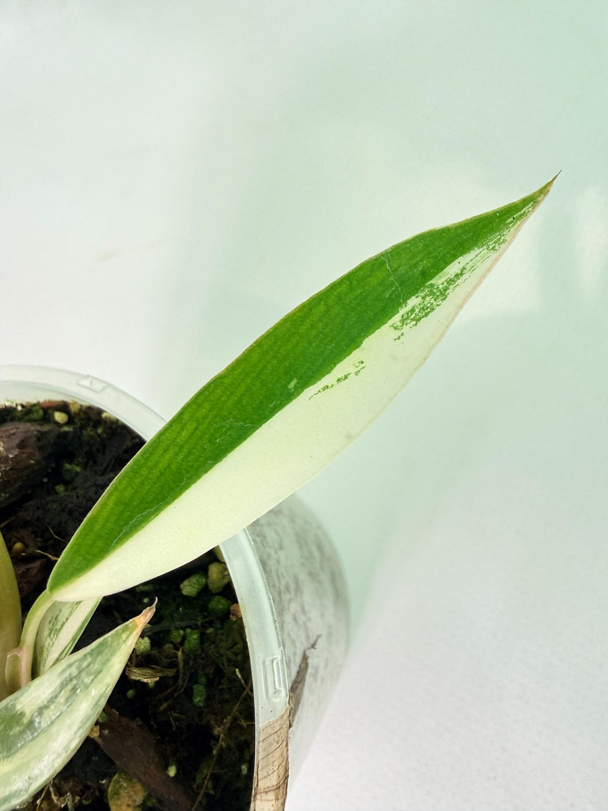 Philodendron Caramel Marble 09