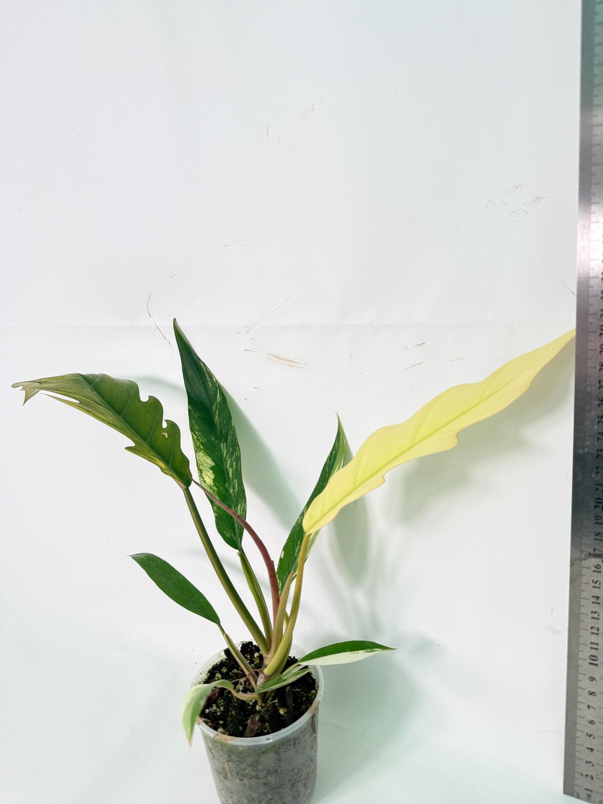 Philodendron Caramel Marble 10