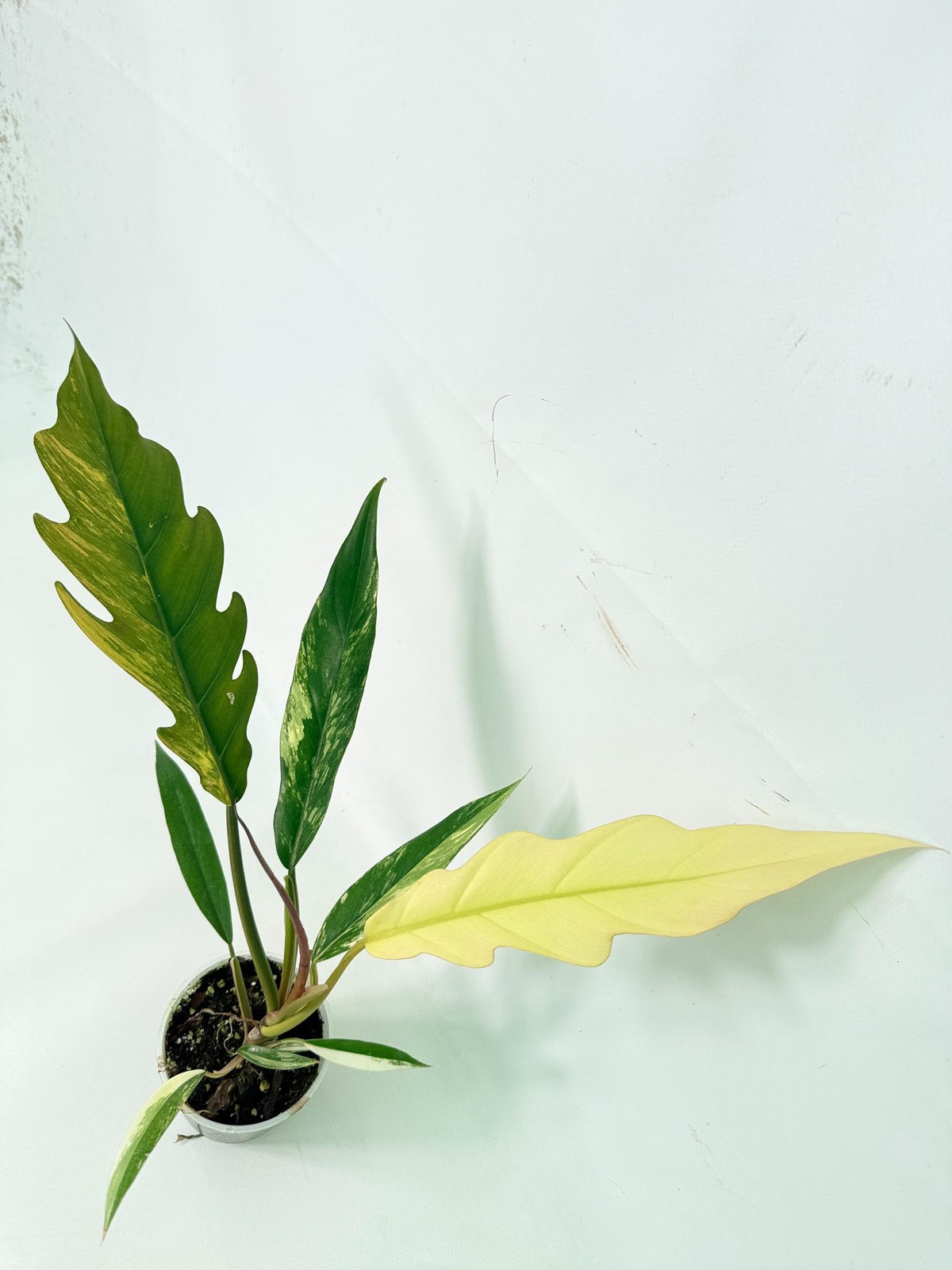 Philodendron Caramel Marble 04