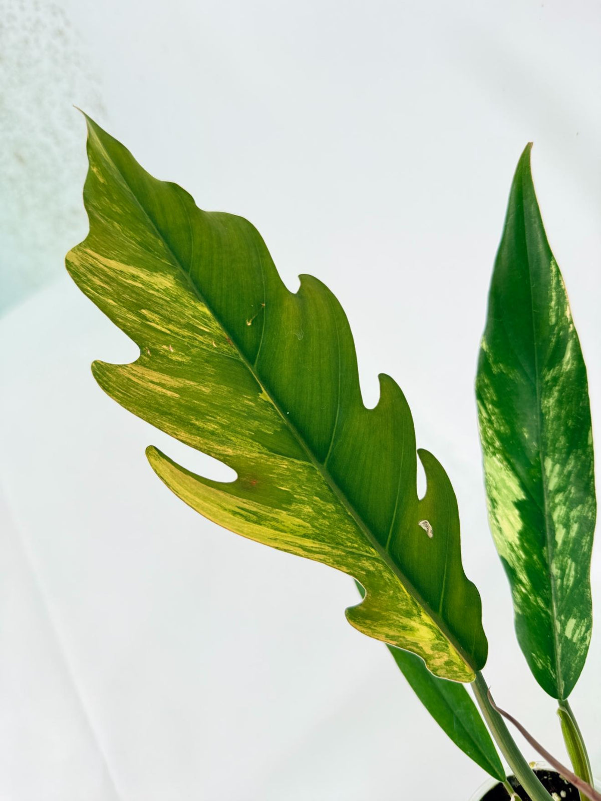 Philodendron Caramel Marble 03