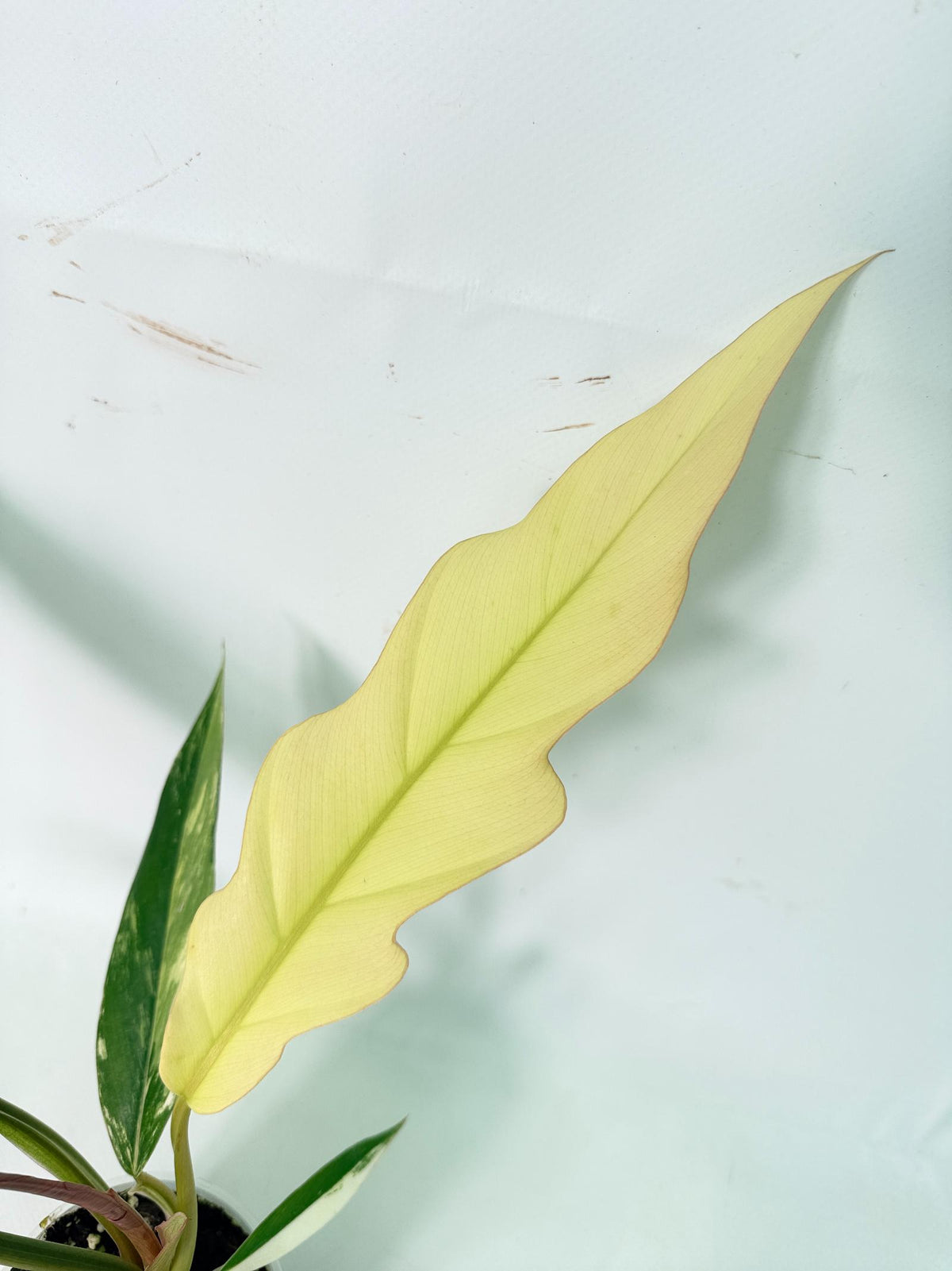 Philodendron Caramel Marble 05