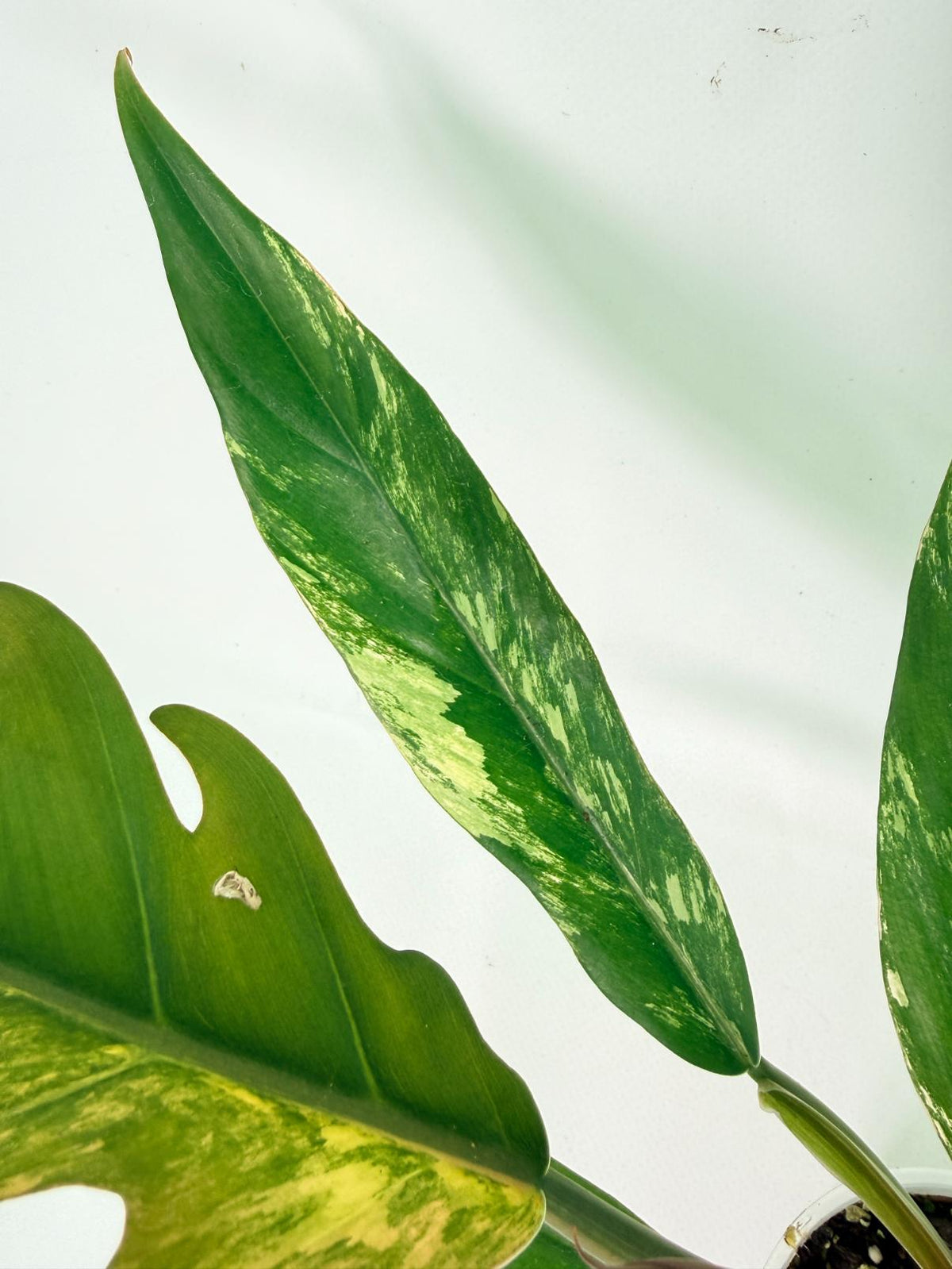 Philodendron Caramel Marble 06
