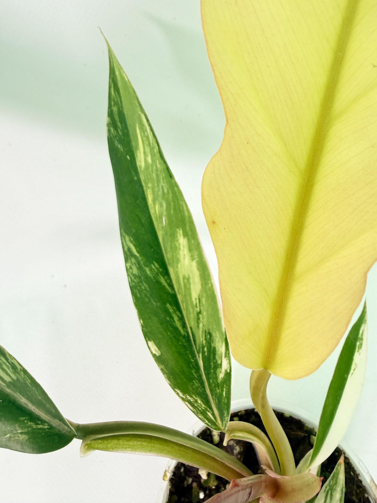 Philodendron Caramel Marble 07
