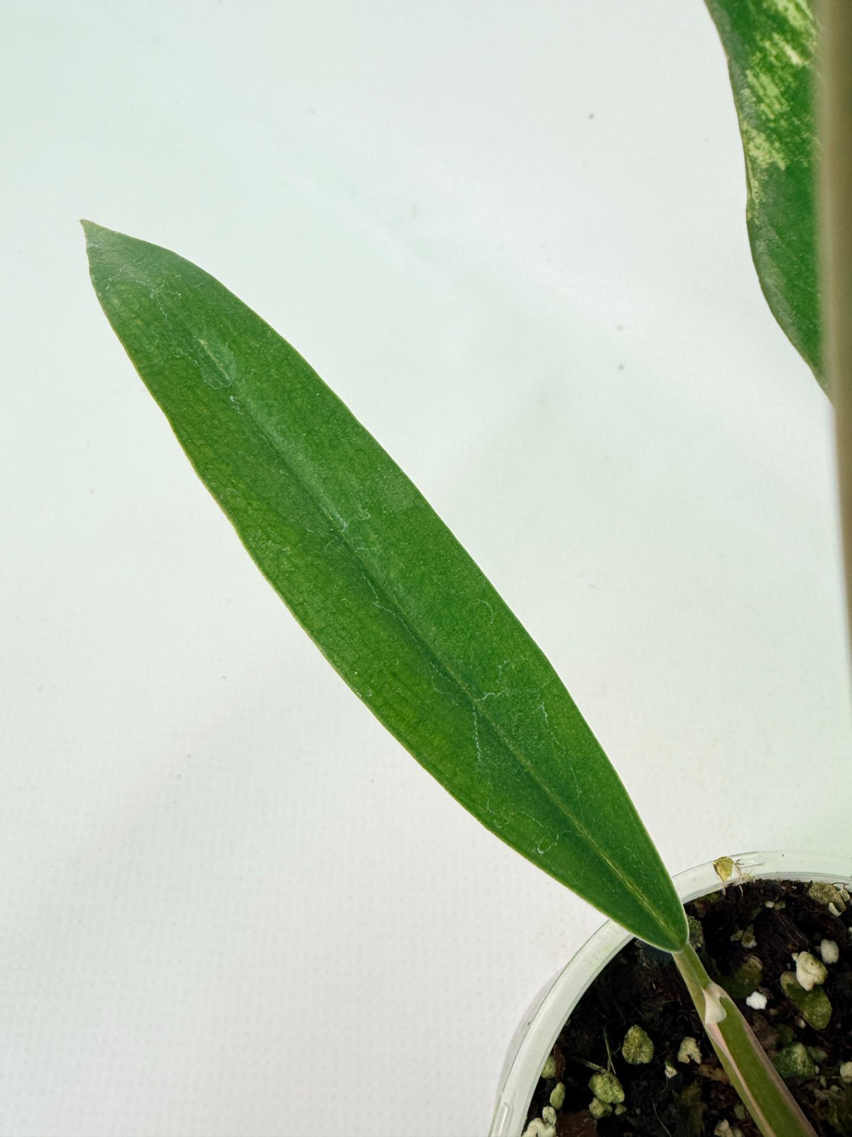 Philodendron Caramel Marble 08