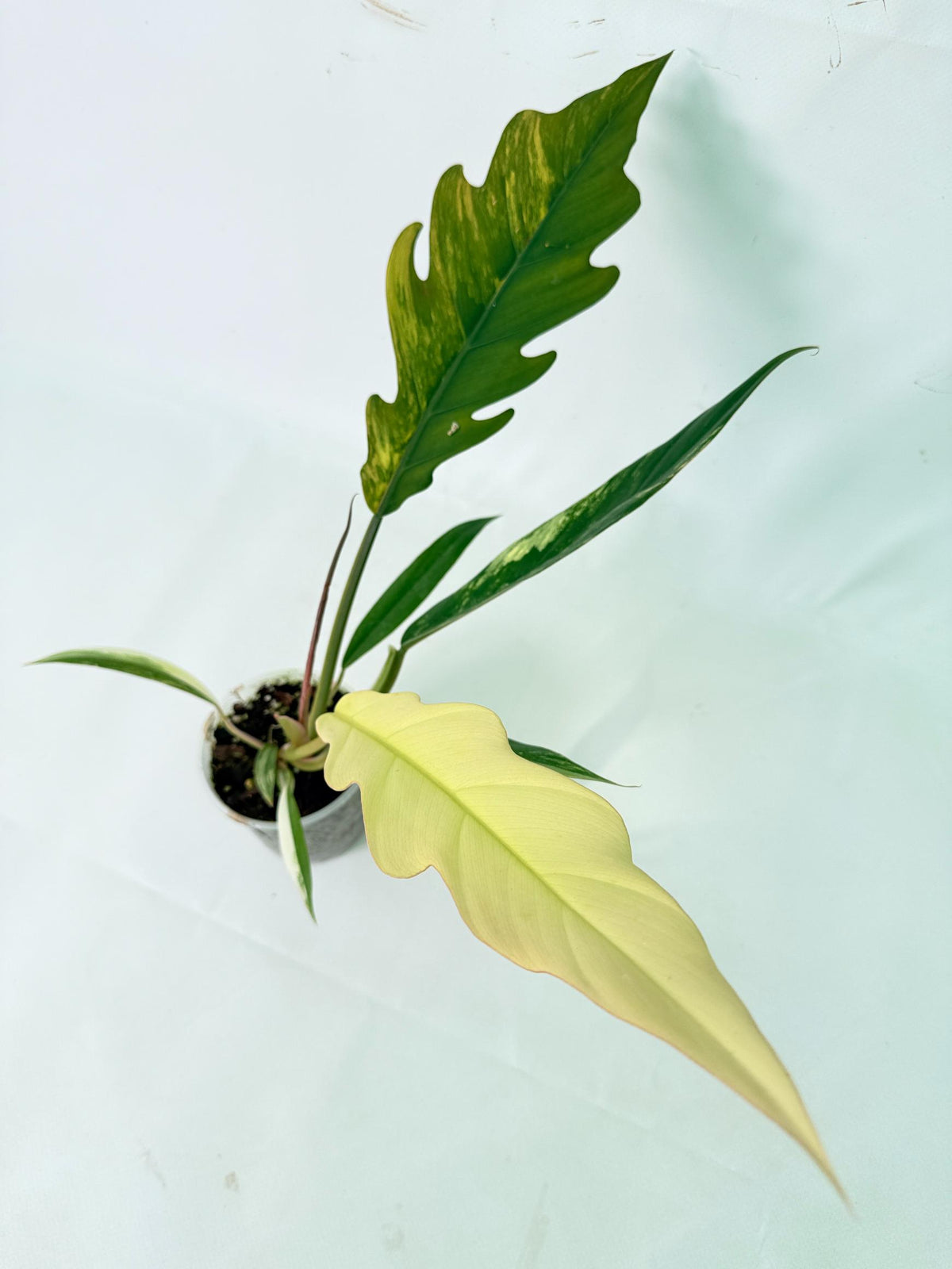 Philodendron Caramel Marble 01