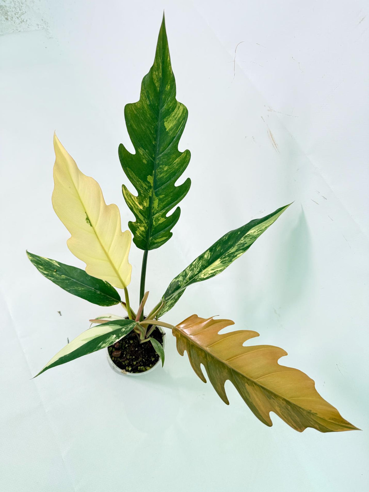 Philodendron Caramel Marble 08