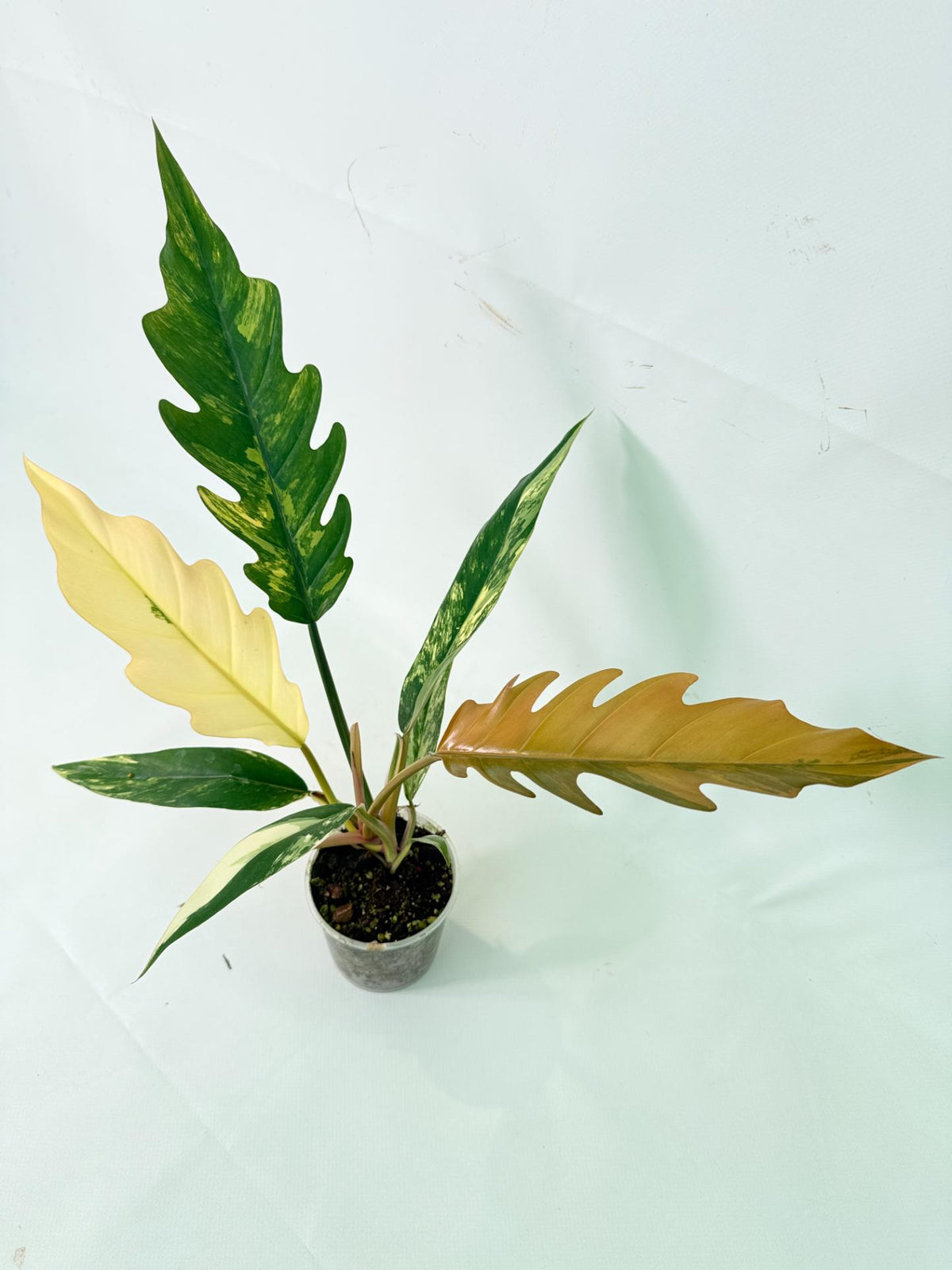 Philodendron Caramel Marble 09