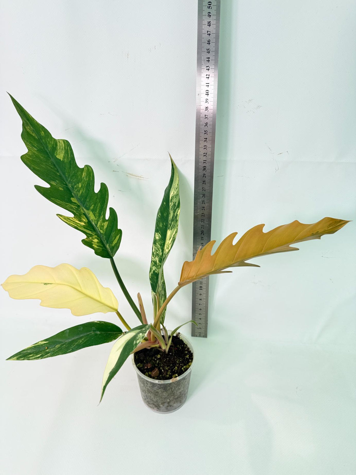 Philodendron Caramel Marble 10