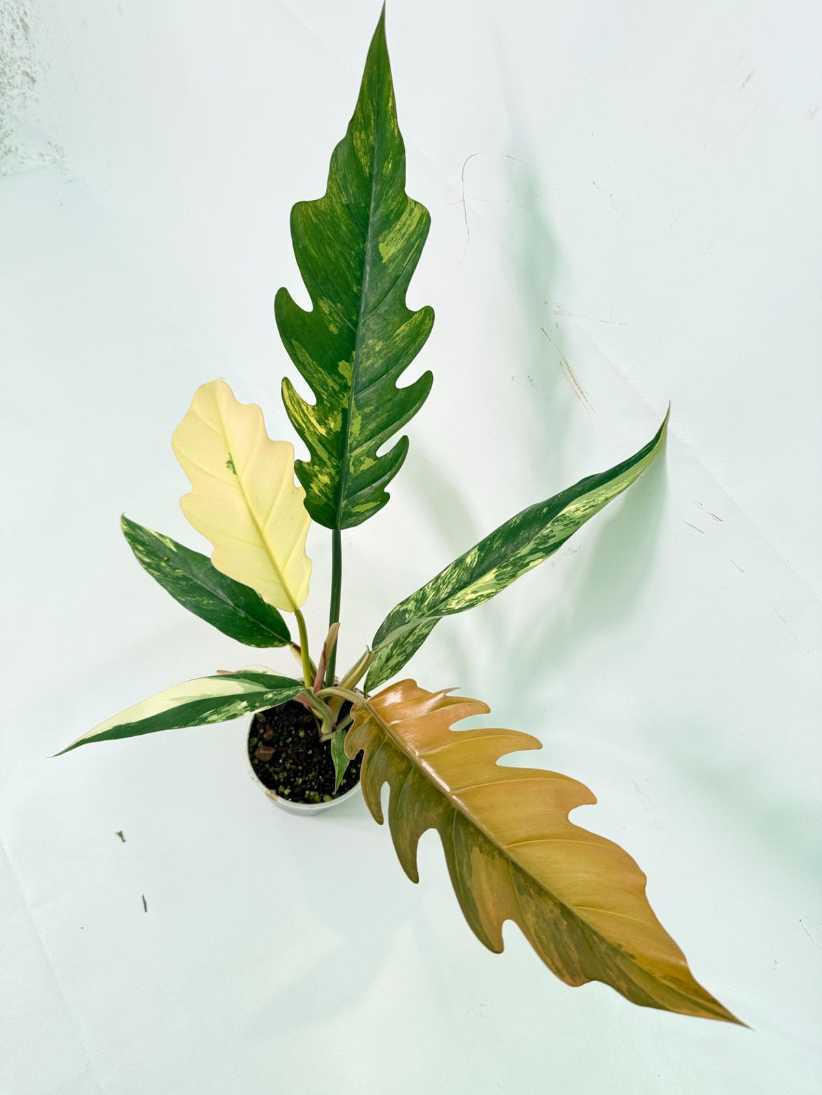 Philodendron Caramel Marble 01