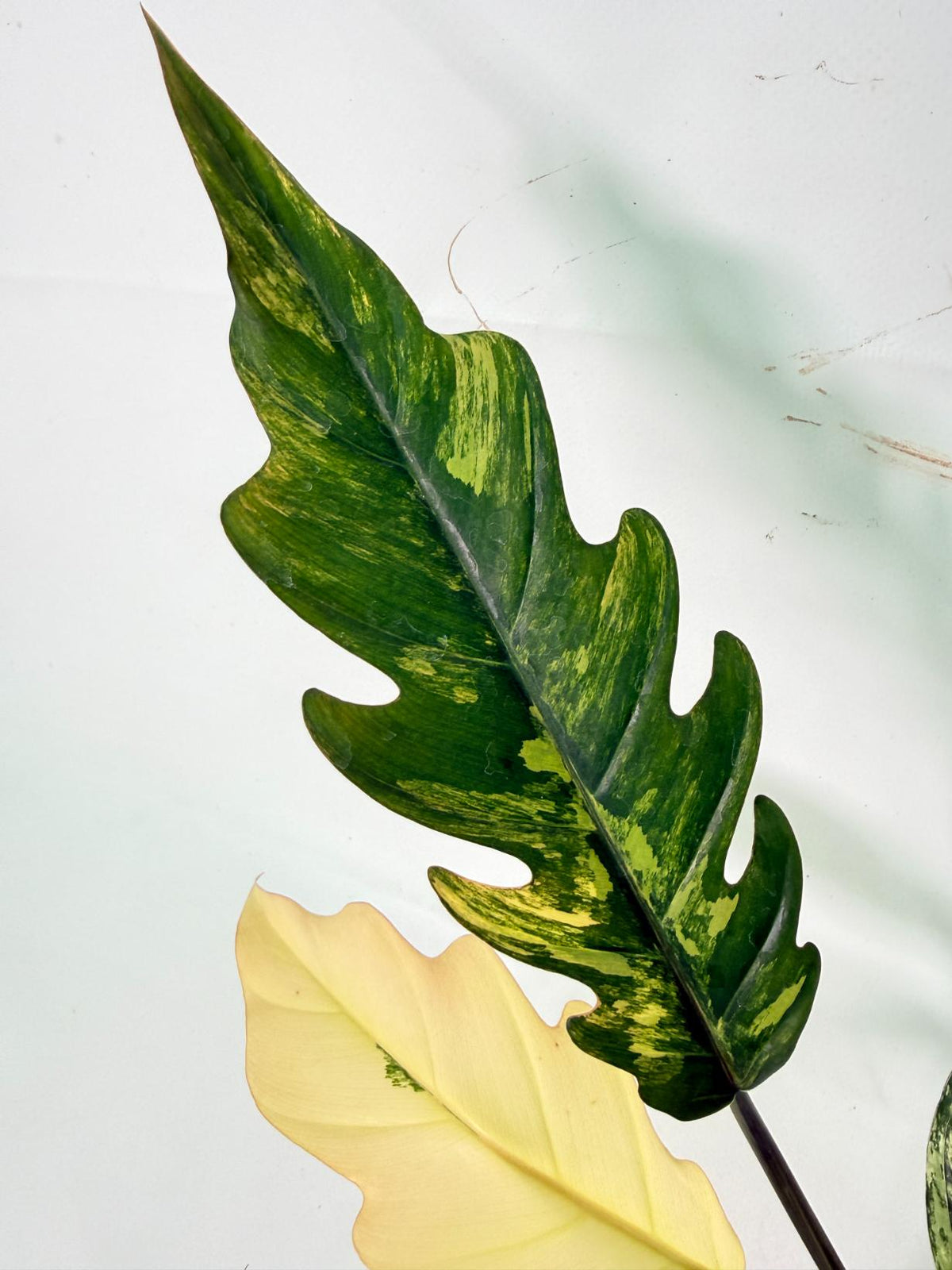 Philodendron Caramel Marble 03