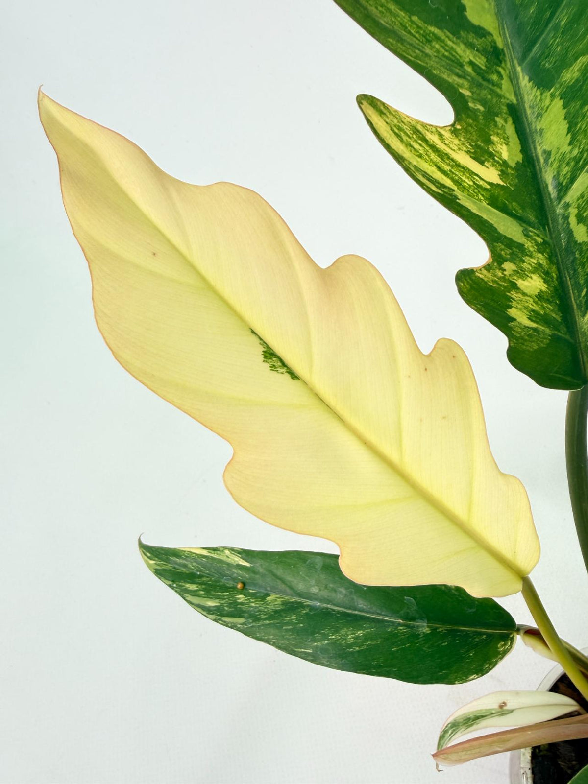 Philodendron Caramel Marble 04