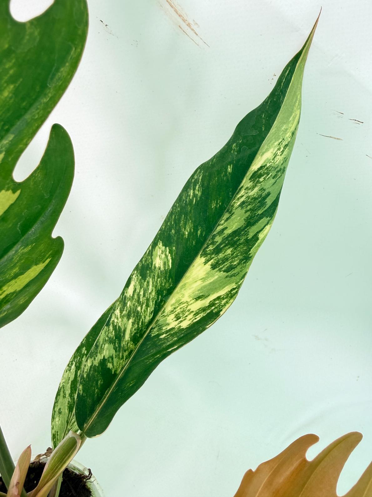 Philodendron Caramel Marble 05