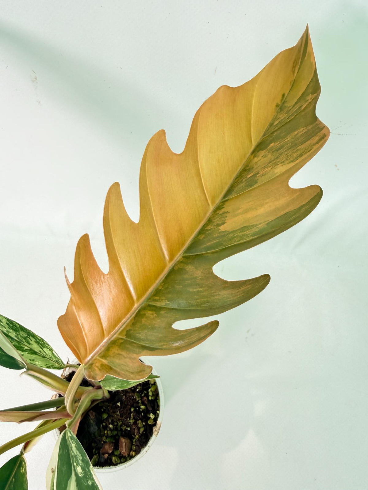 Philodendron Caramel Marble 02