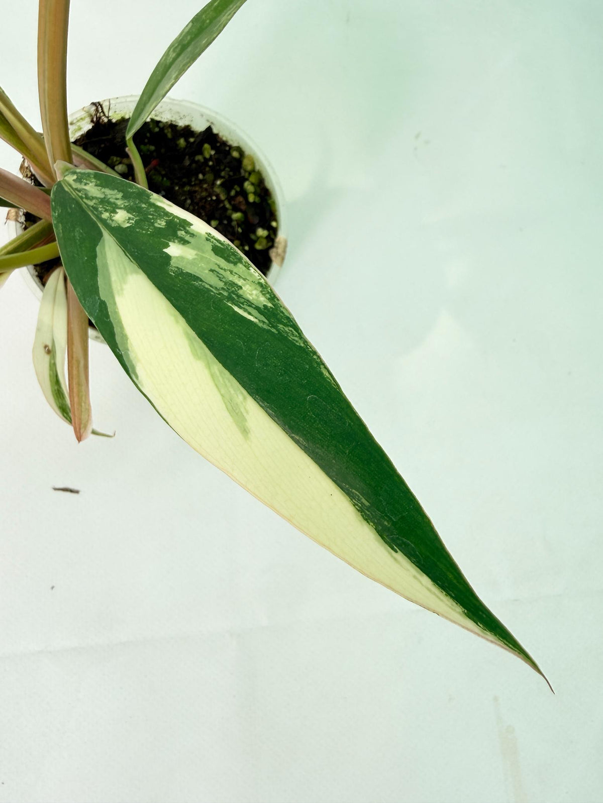Philodendron Caramel Marble 06