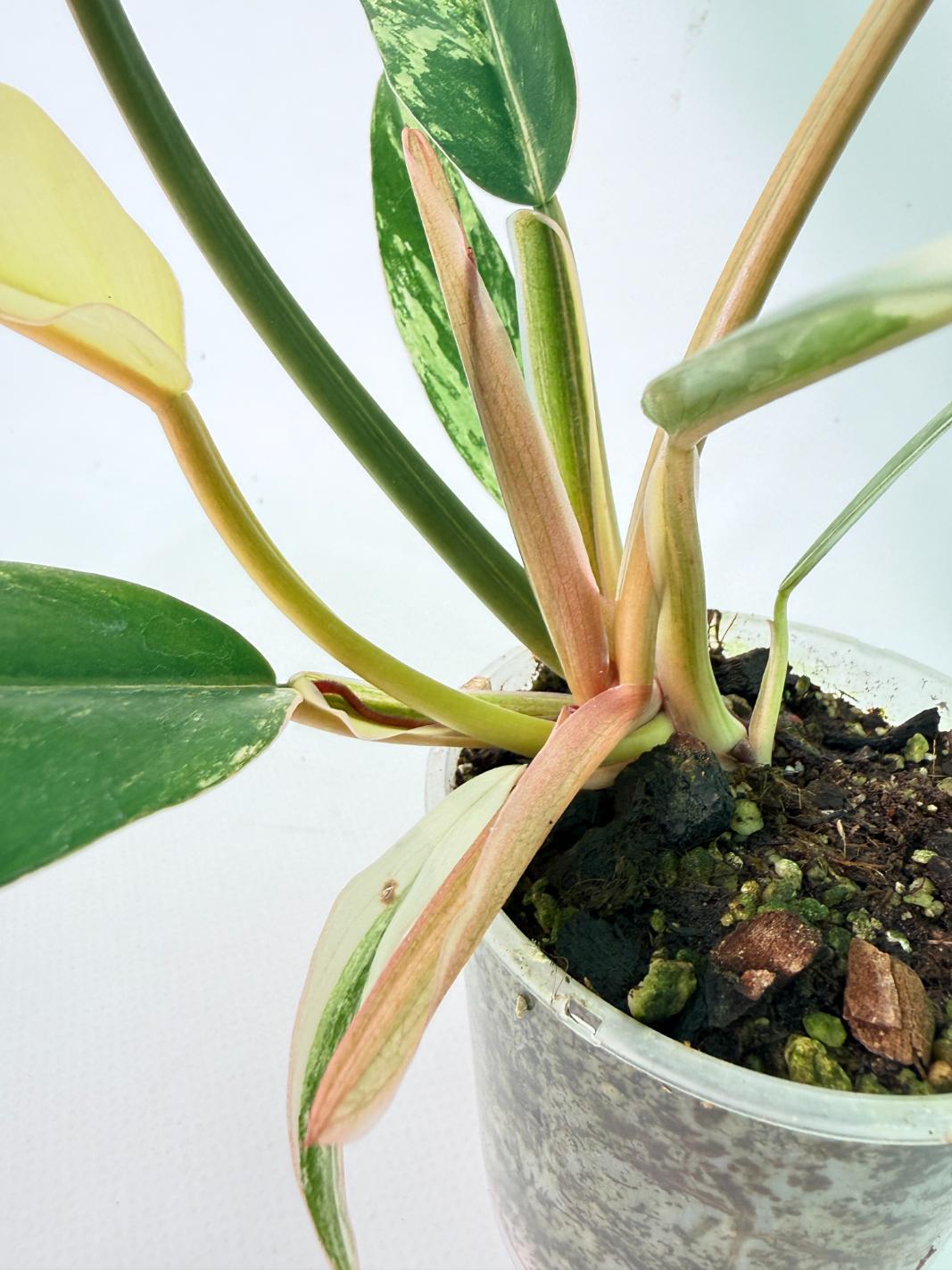 Philodendron Caramel Marble 07